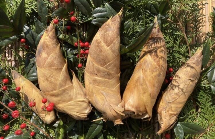 早堀りたけのこ 鹿児島県産 1キロ箱込 白子筍 野菜 農薬不使用 竹の子