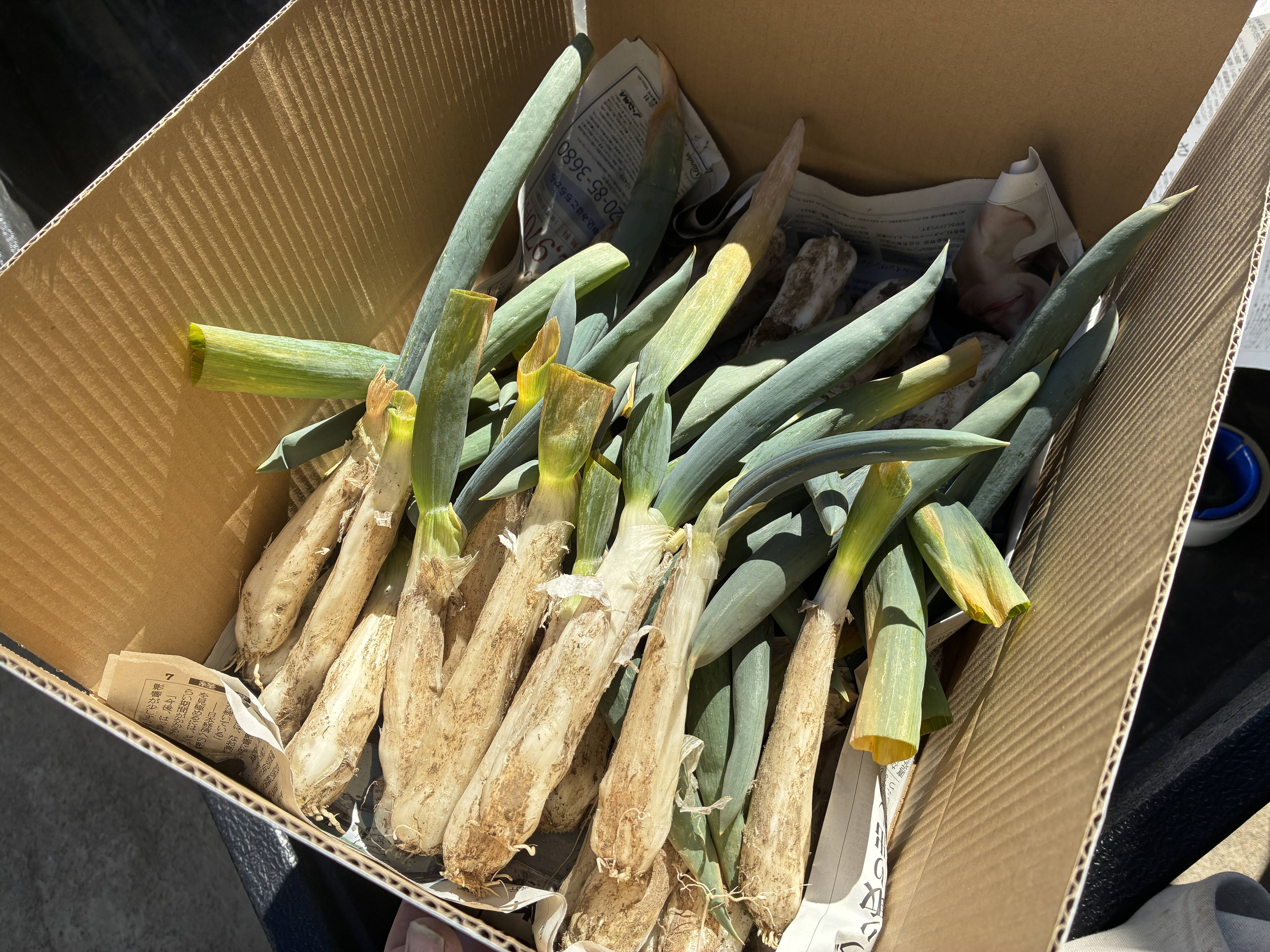 訳あり】固定種ネギ『下仁田ネギ』(30本)：埼玉県産の下仁田ねぎ｜食べ