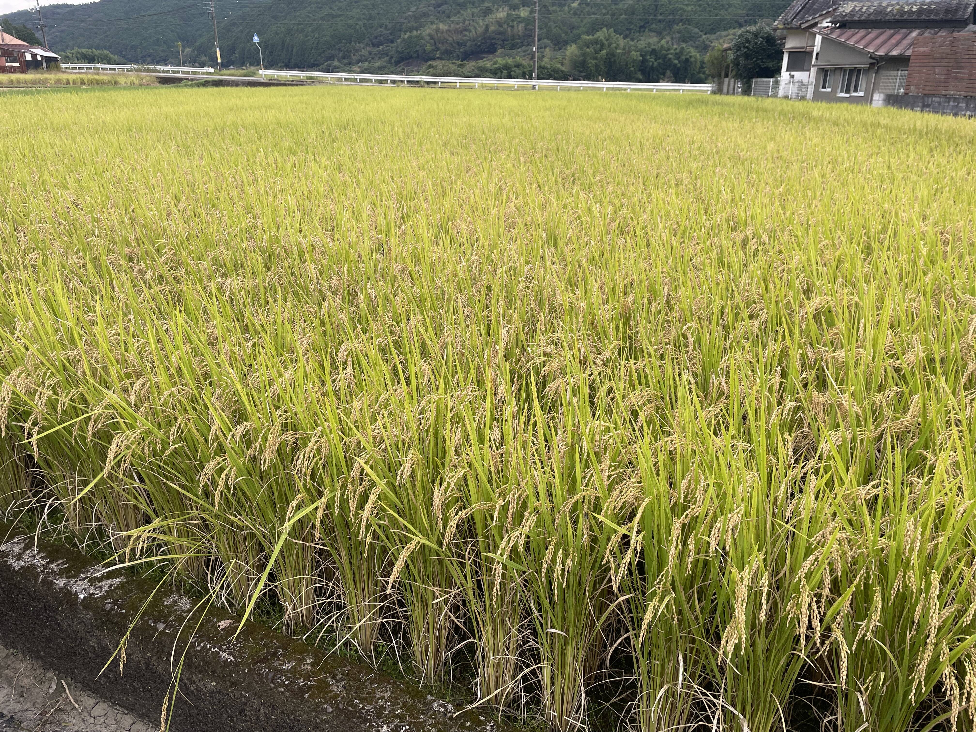 希少ぼっち立て　天日干しコシヒカリ籾中身20kg Ｒ7年11月収穫新米長野県産 ◼️（米）四万十町新米(R7コシヒカリ）5kg！！：高知県産のお米｜食べ