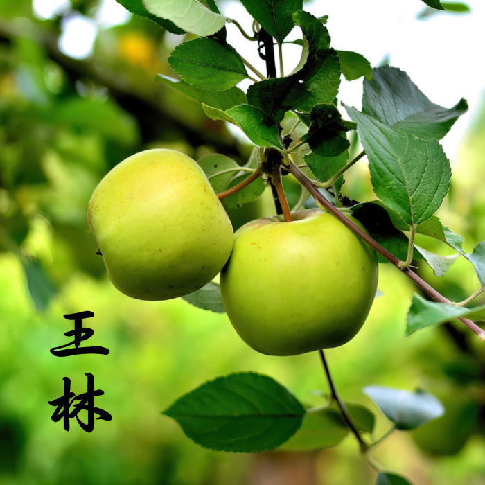 青リンゴ 57fb1325d2f0a62afeb0ae9c7154ef