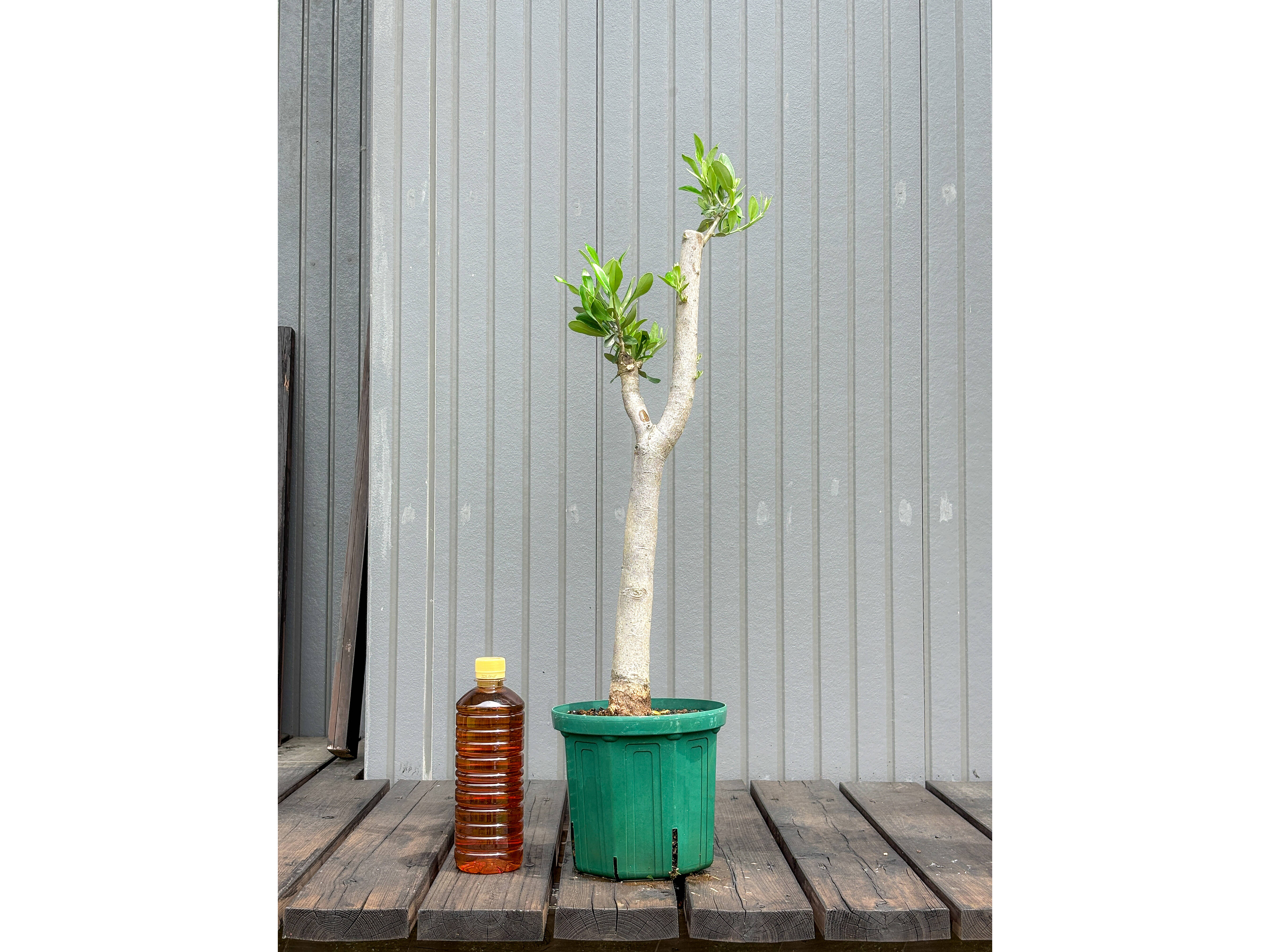 現品》ソヨゴ 株立ち(雌株・メス株) 樹高1.7m(根鉢含まず)417 現品》ソヨゴ 株立ち(雌株・メス株) 樹高1.7m(根鉢含まず)417