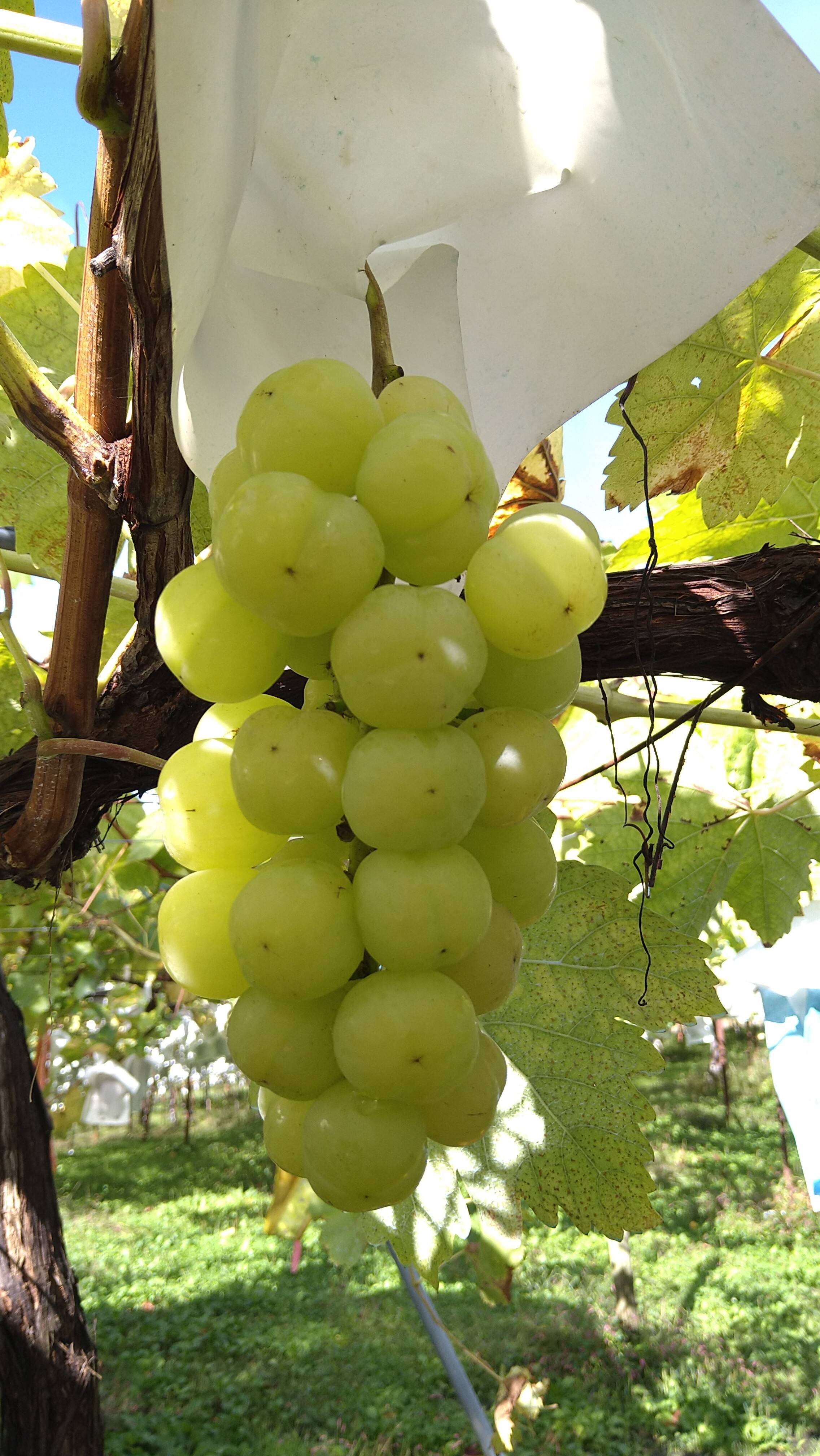 サッパリサクサク食感🍇山形県産瀬戸ジャイアンツ：山形県産の瀬戸