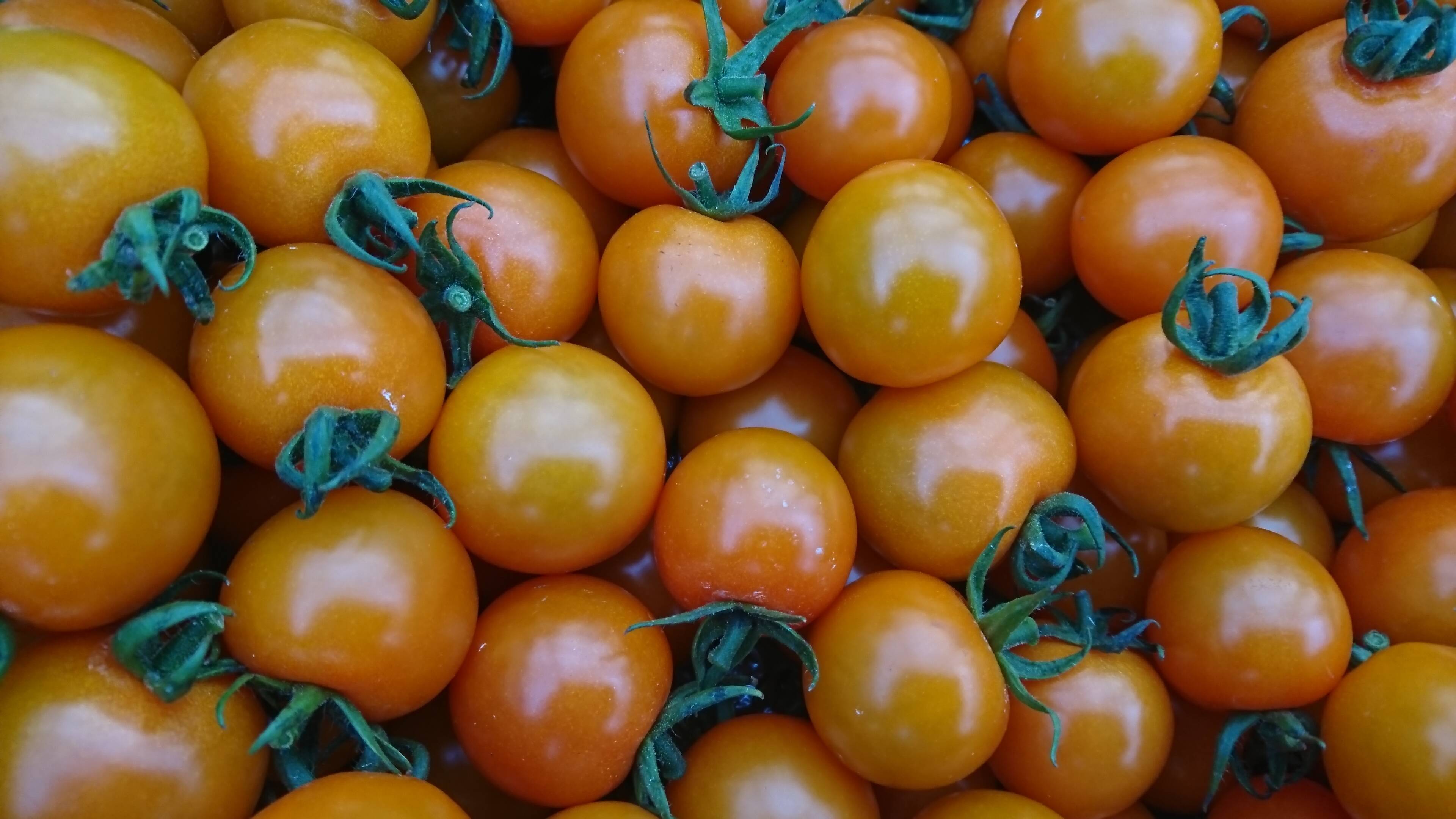 600件突破に感謝を 魔法の甘さ 完熟ツヤツヤ ミニトマトのオレンジ千果 １ｋｇ 兵庫県産 食べチョク 農家 漁師の産直ネット通販 旬の食材を生産者直送