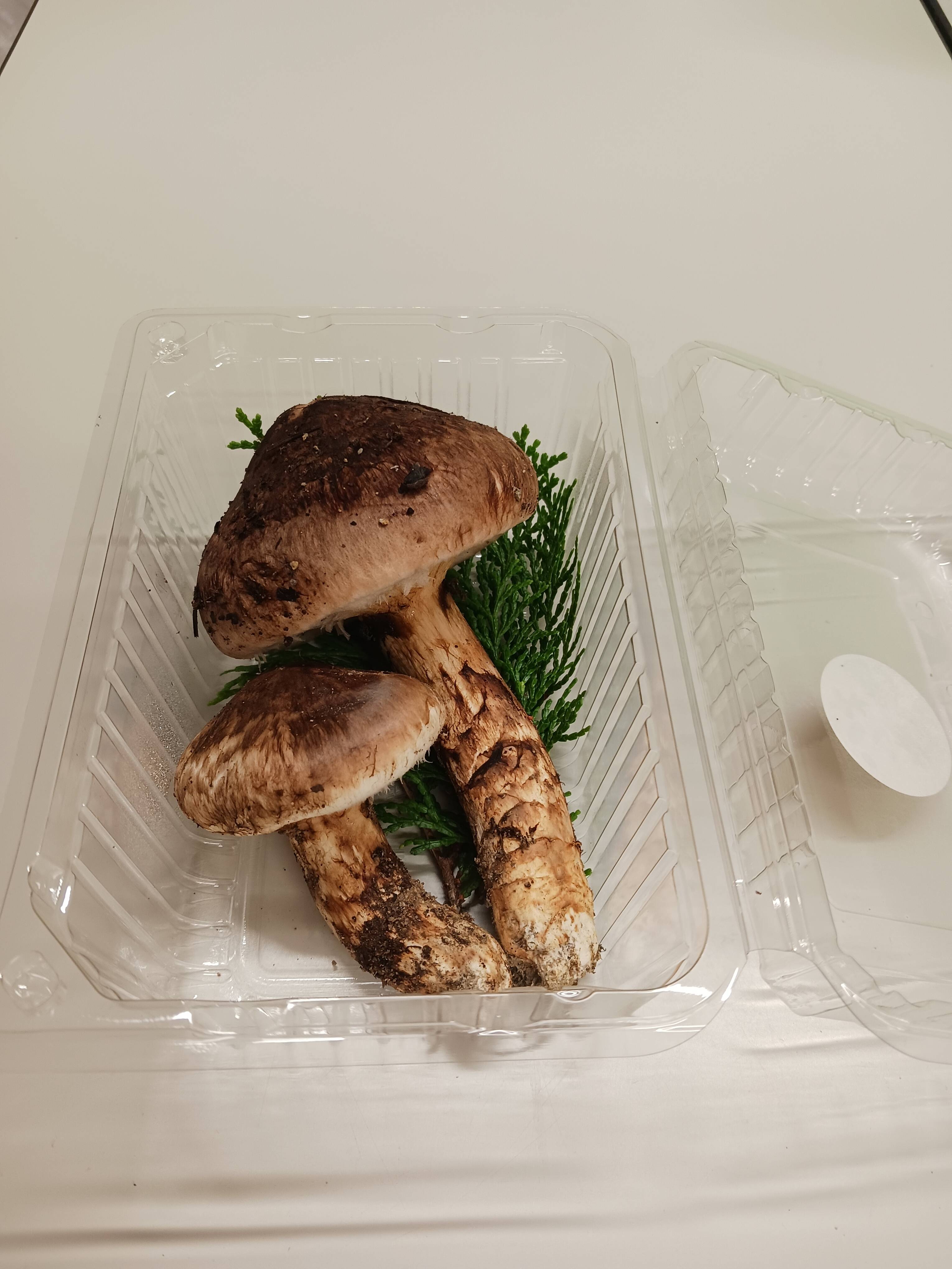 花笑み農園 岡山の訳あり『松茸』200g：岡山県産のマツタケ