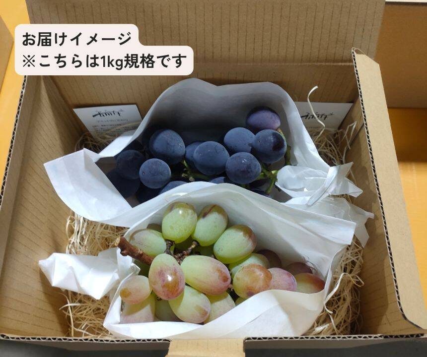 品種おまかせ詰め合わせ ぶどう 500g（2房）栽培期間中農薬不使用 ジュエルマスカット、ナガノパープル、サニールジュ、マイハート、天山、クイーンニーナ 、シャインマスカットの中からランダムでお届け：茨城県産の品種おまかせ｜食べチョク｜産地直送(産直)お取り寄せ ...