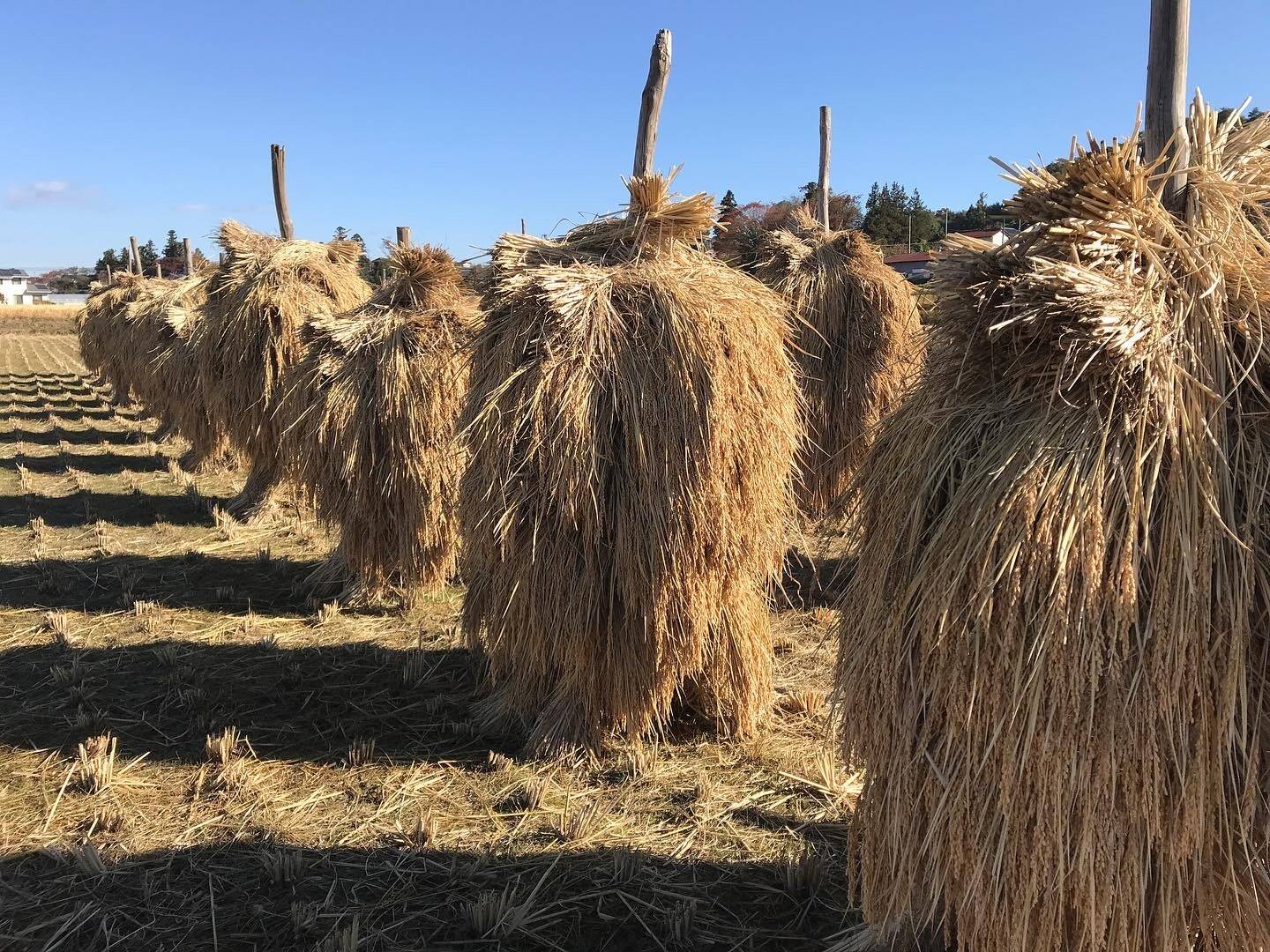 自然栽培 天日干し精米 10kg：福島県産のお米｜食べチョク｜産地直送