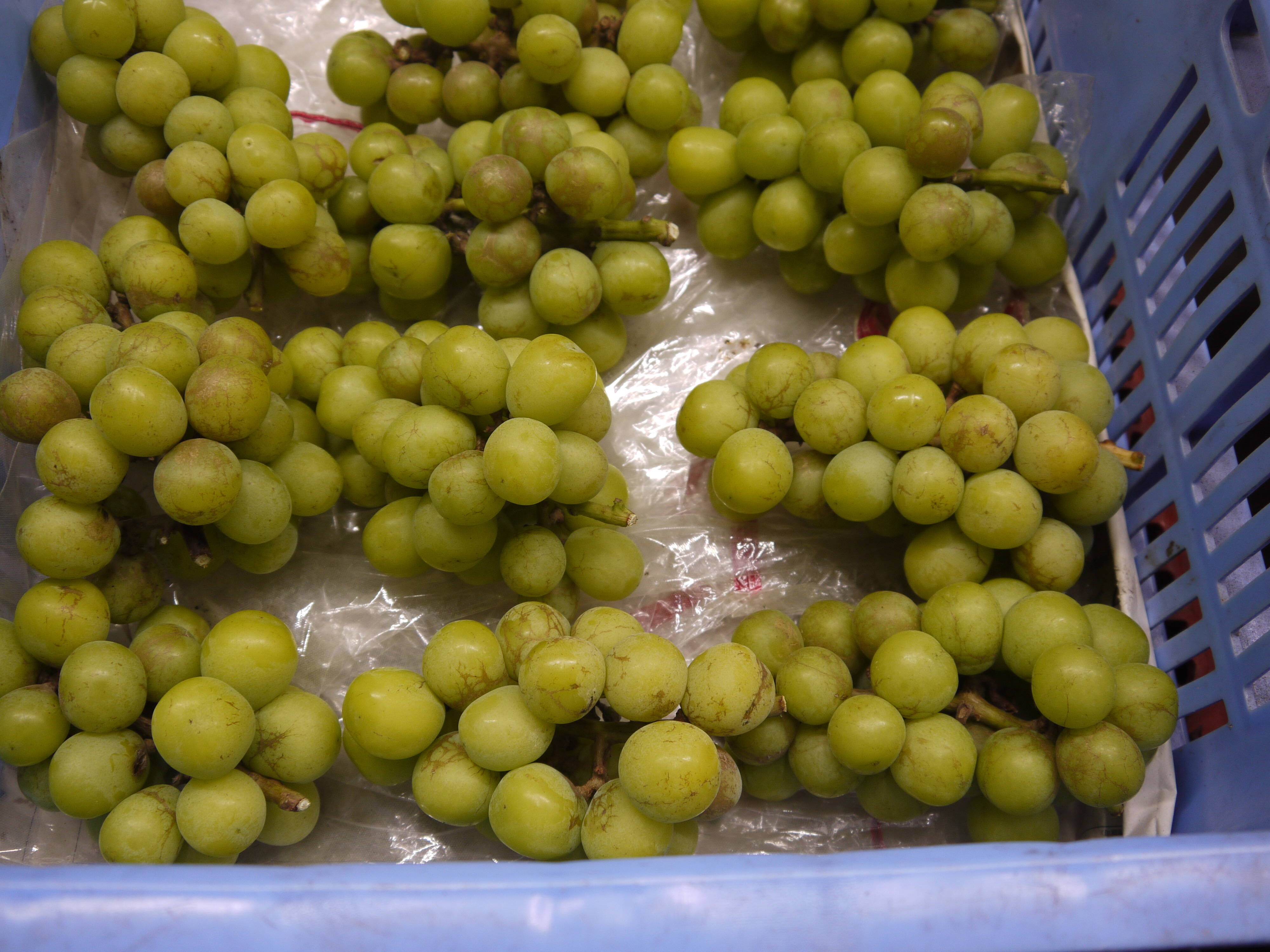 シャインマスカット加工用2kg：島根県産のシャインマスカット｜食べ