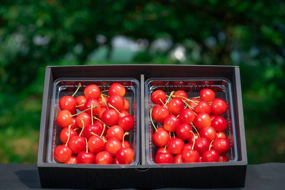 先行予約割引】【農林水産大臣賞受賞園地】 【山形セレクション認定品