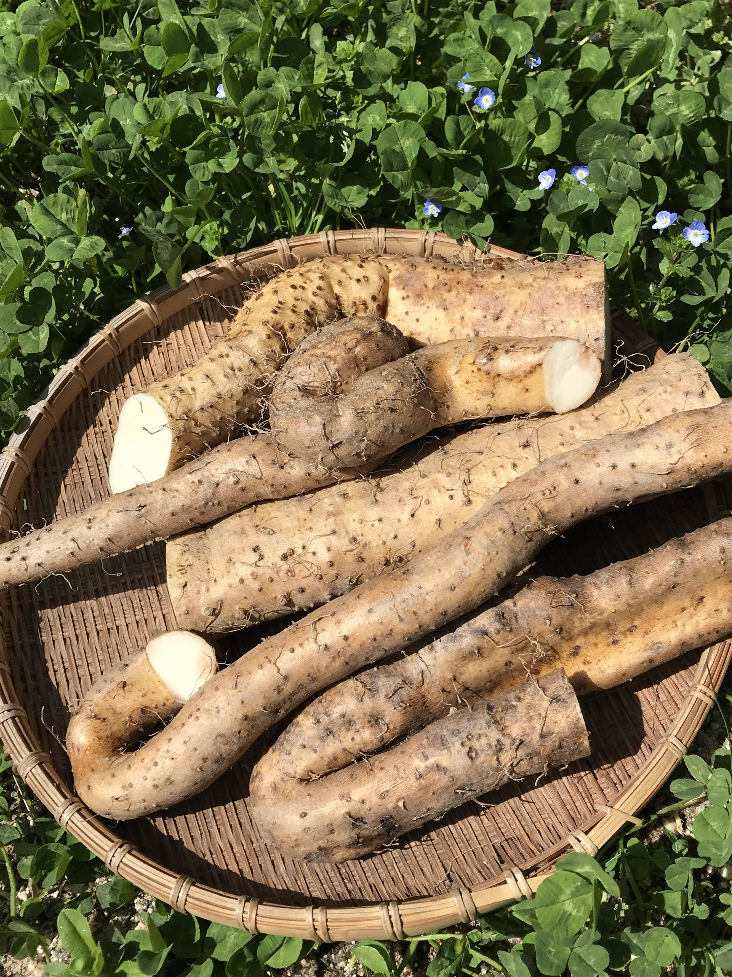 天然自然薯ーー2キロ 58fea04fa2589f125a9c22e5ea00f9