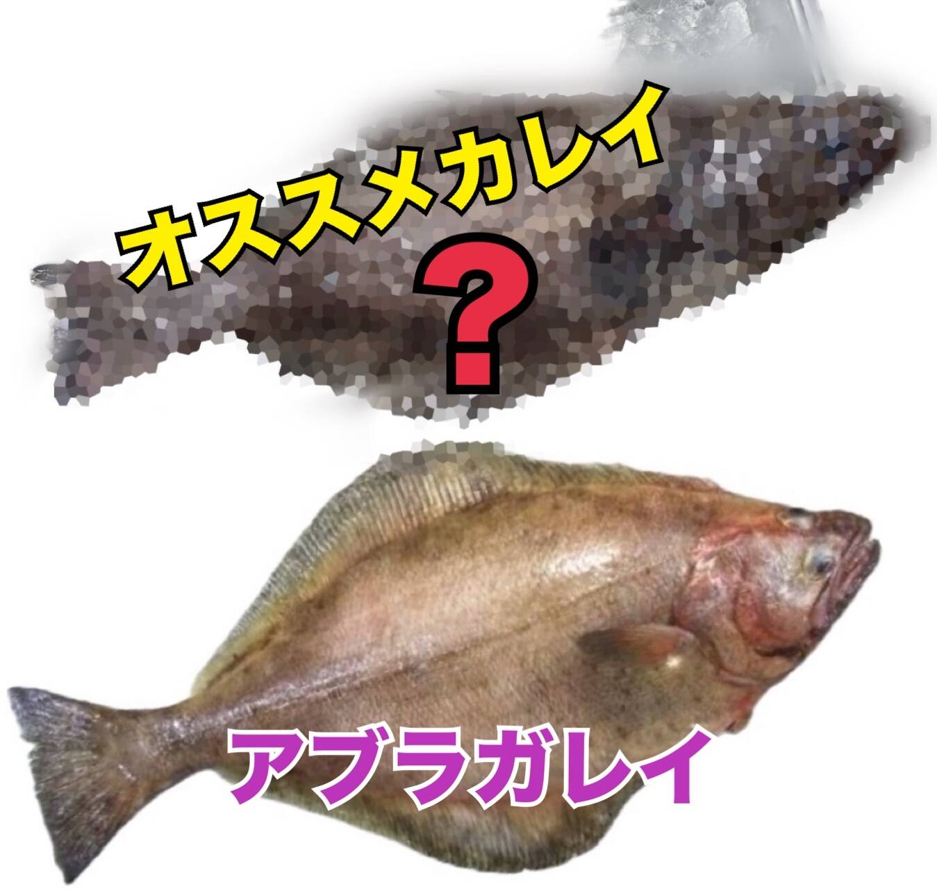 現品限り【YouTubeで紹介】2種のカレイ 食べ比べセット アブラガレイ 
