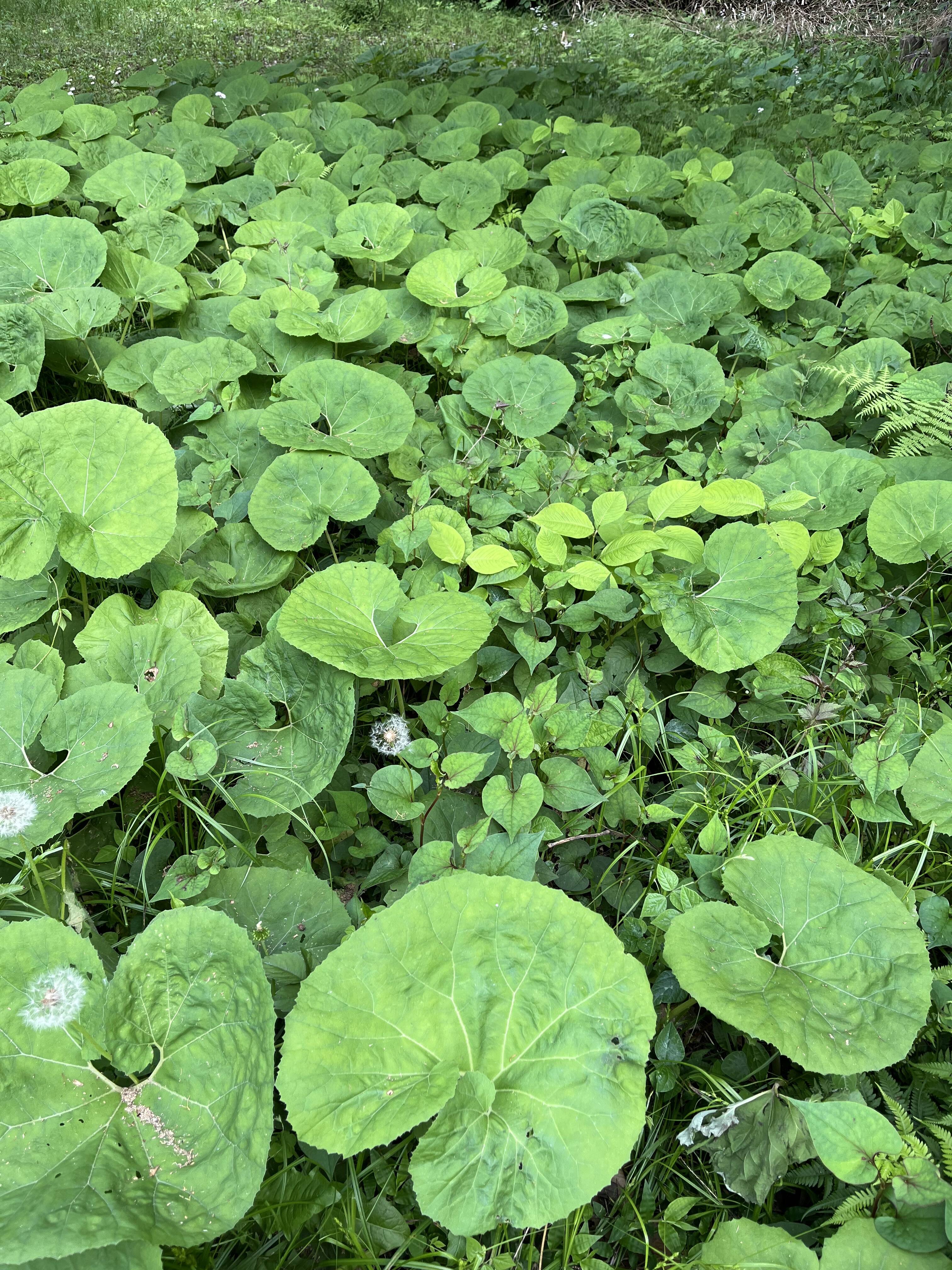 ふき！美味しい！40本 ( フキ ふき 蕗 )：埼玉県産のフキ｜食べチョク