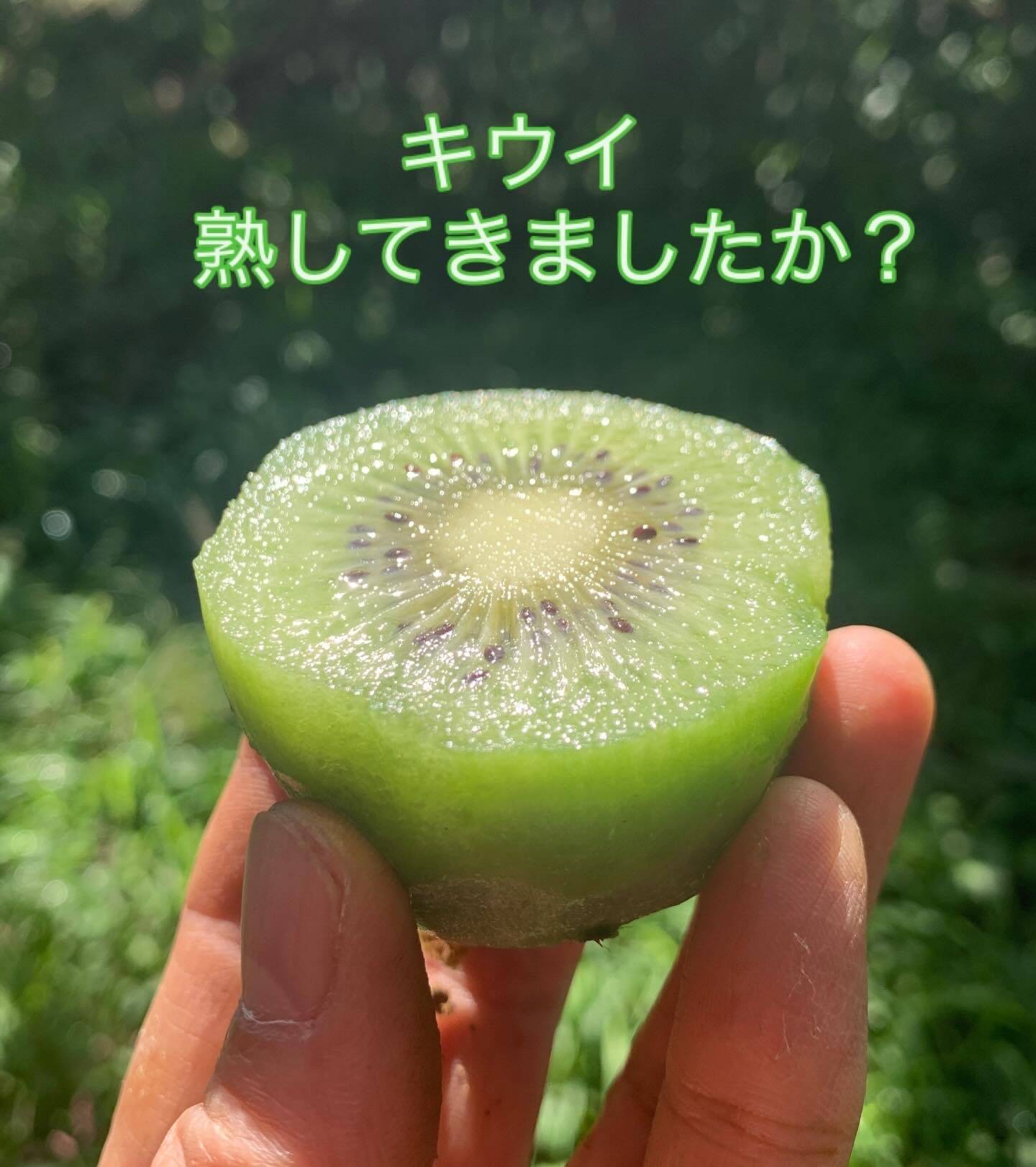 追熟すすんでいますか？｜食べチョク｜産地直送(産直)お取り寄せ通販