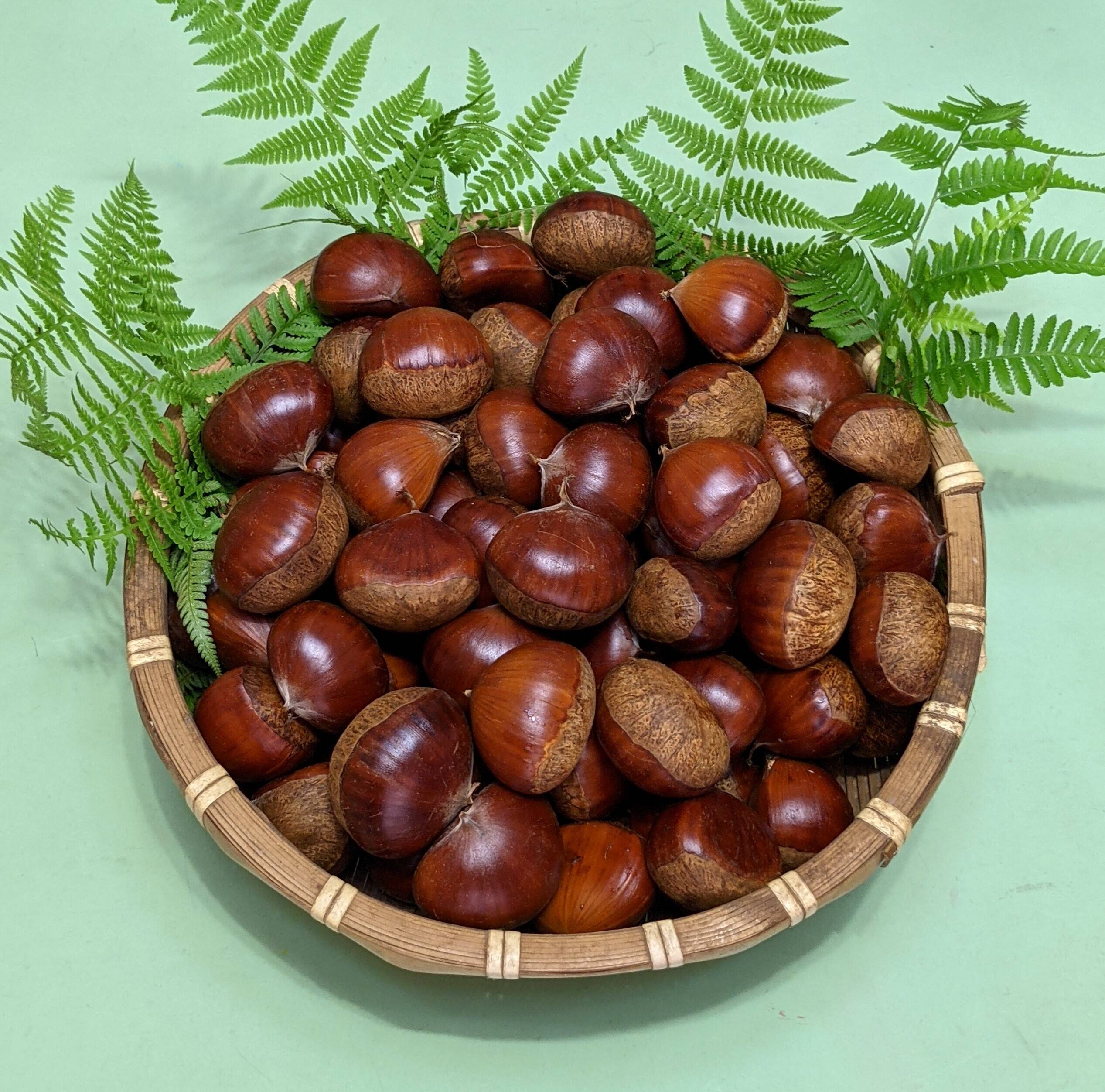 茨城県産　笠間の栗　　たつにぃ 茨城県産 笠間の栗 たつにぃ 楽天市場】【ふるさと納税】「栗の