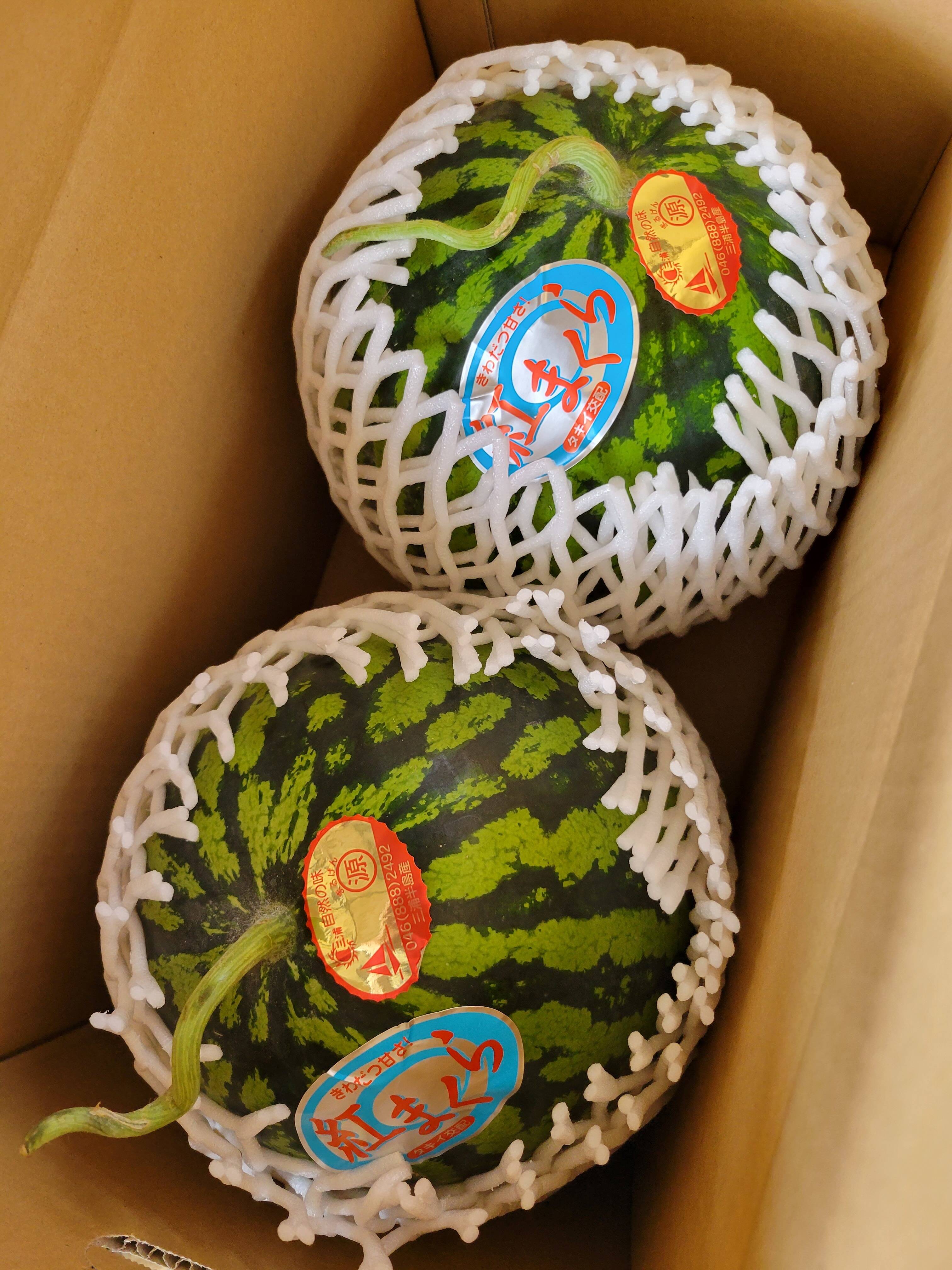 高糖度まくら型スイカ! 紅まくら:神奈川県産の果物|食べチョク|産地直送(産直)お取り寄せ通販 - 農家・漁師から旬の食材を直送