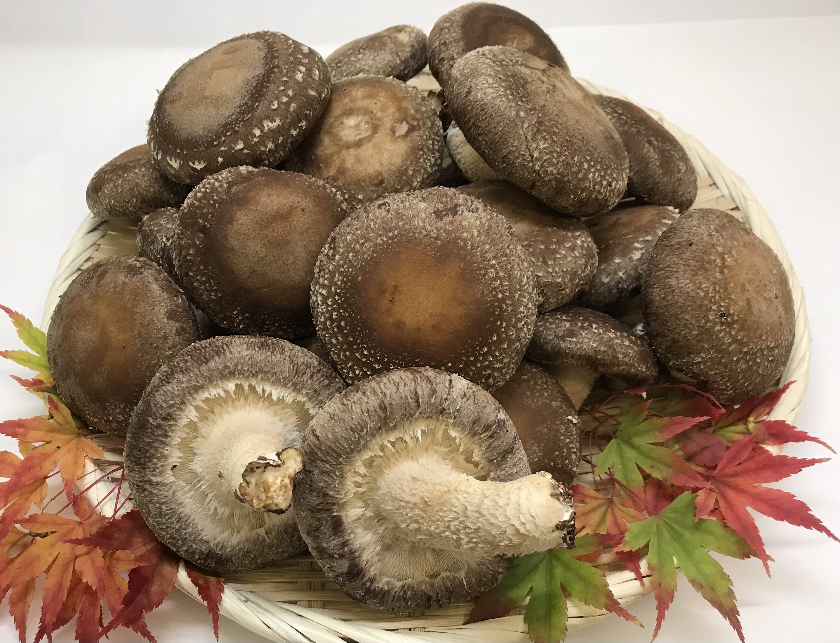 しいたけ 肉厚！プニプニの歯ごたえ丸焼きにピッタリ！生しいたけ（1.5