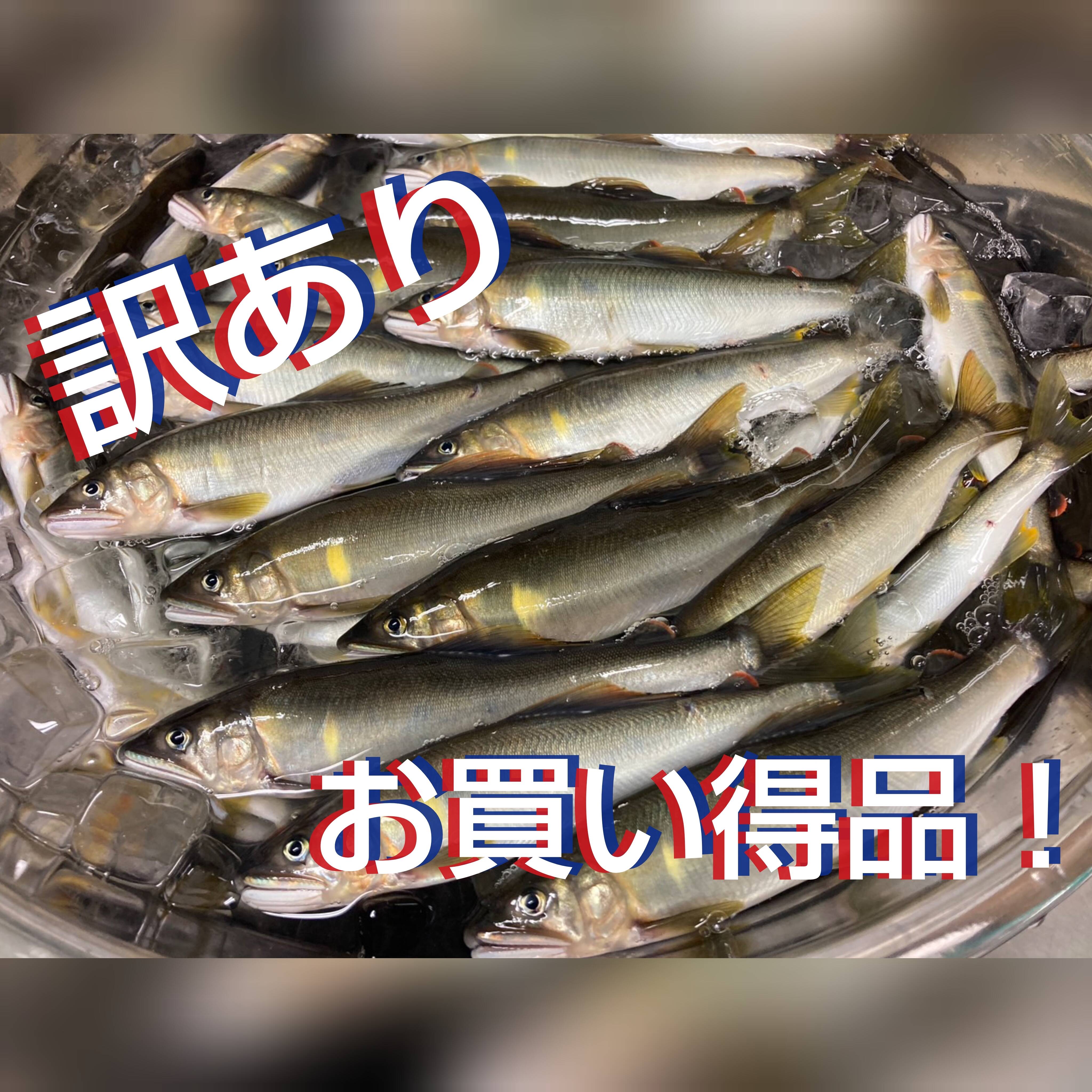 2026販売準備中！現品限り！訳あり天然鮎！ 600g全国利き鮎会準
