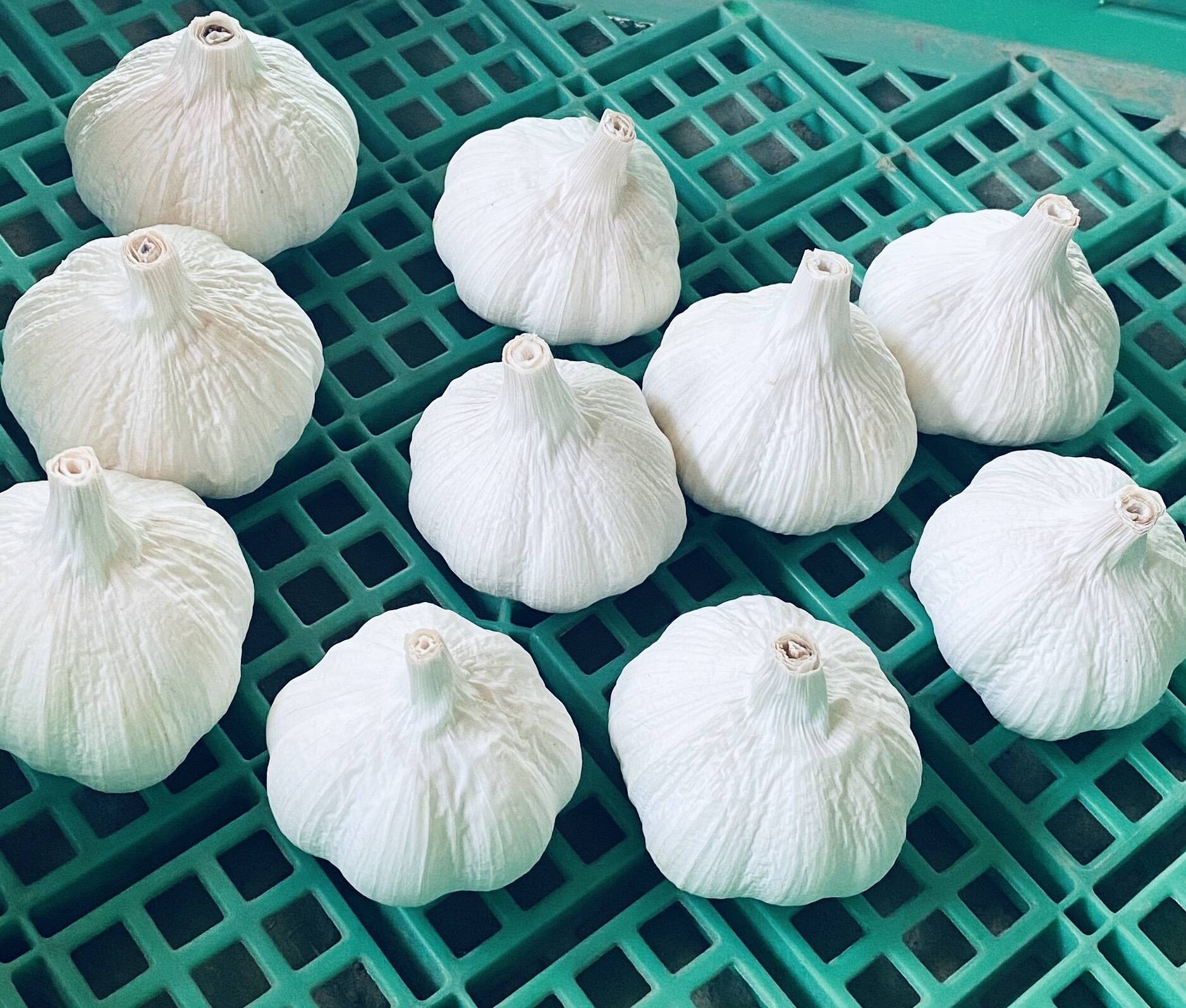 農薬不使用　ホワイトニンニク5kg 期間限定】農薬化学肥料不使用！にんにく『ホワイト』（500g