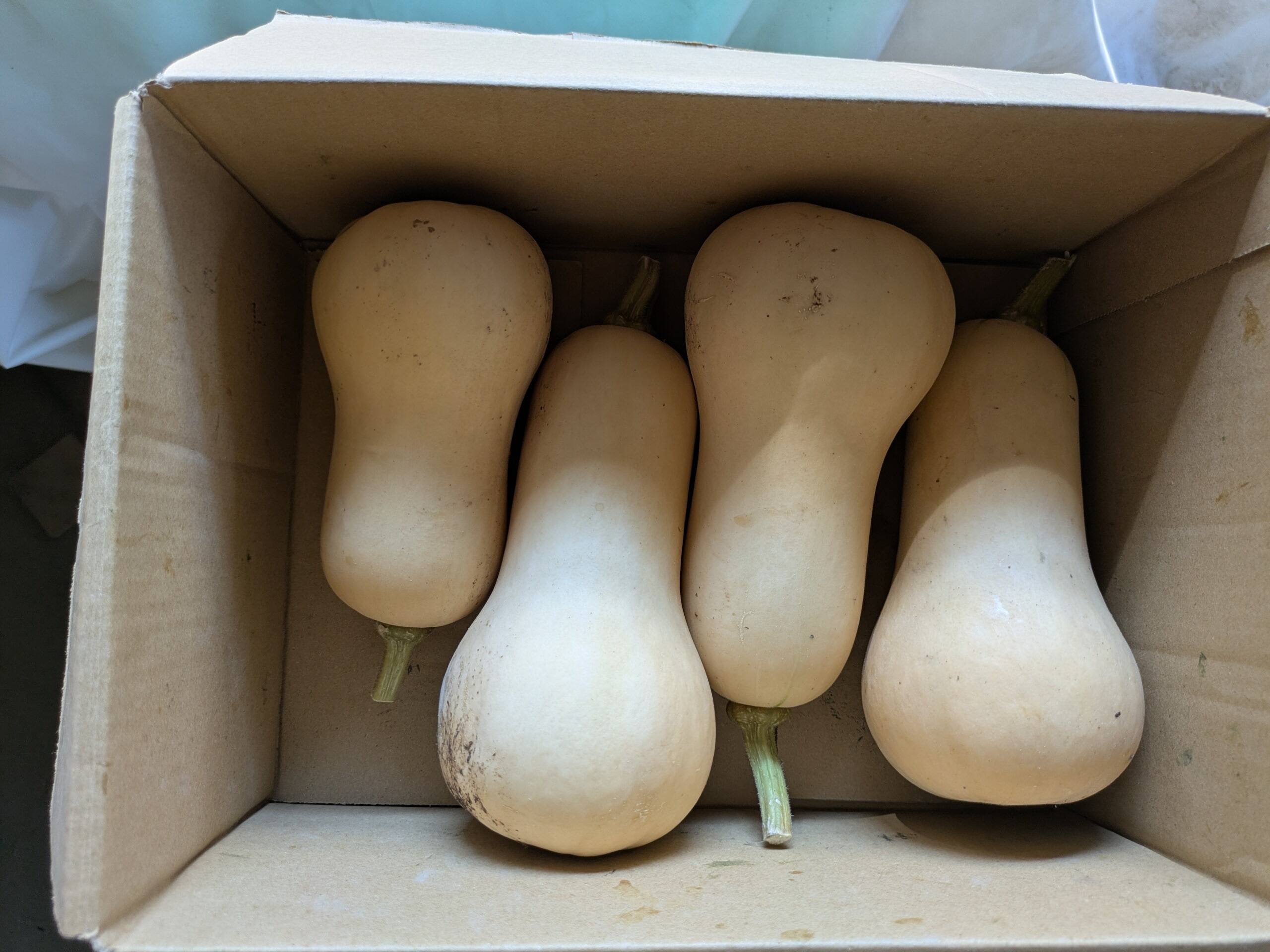 まろやかな風味の福岡産バターナッツカボチャ 4個入り 3kg：福岡
