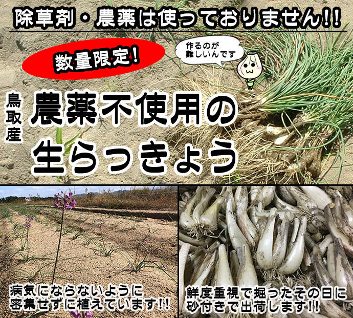 御専用朝掘りらっきょう　農薬不使用　根皮土付きで3kg 徳島県産