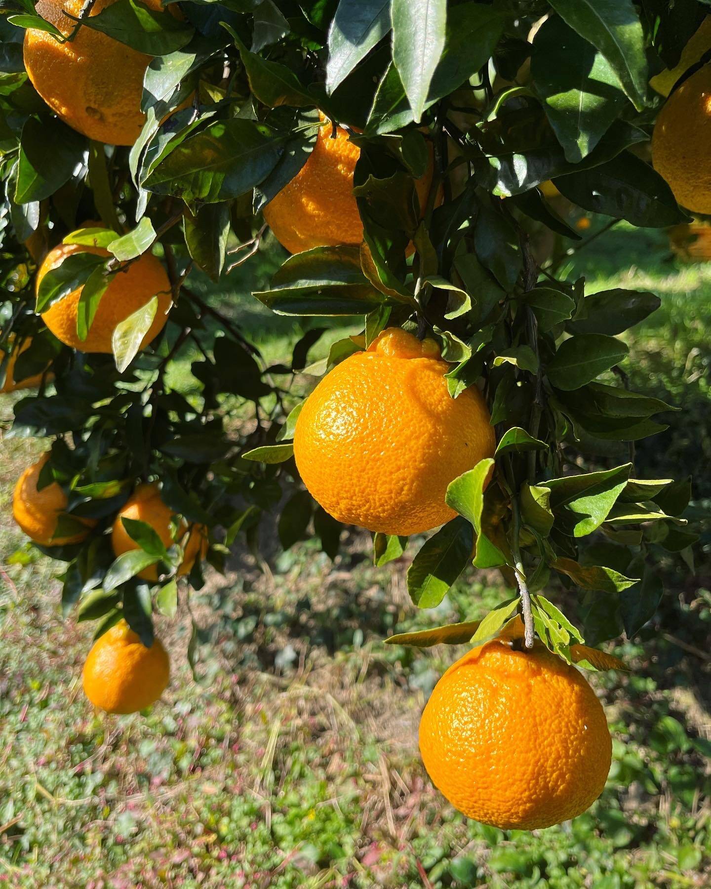 訳あり 熊本県産 不知火(肥の豊)箱込み10kg - 果物