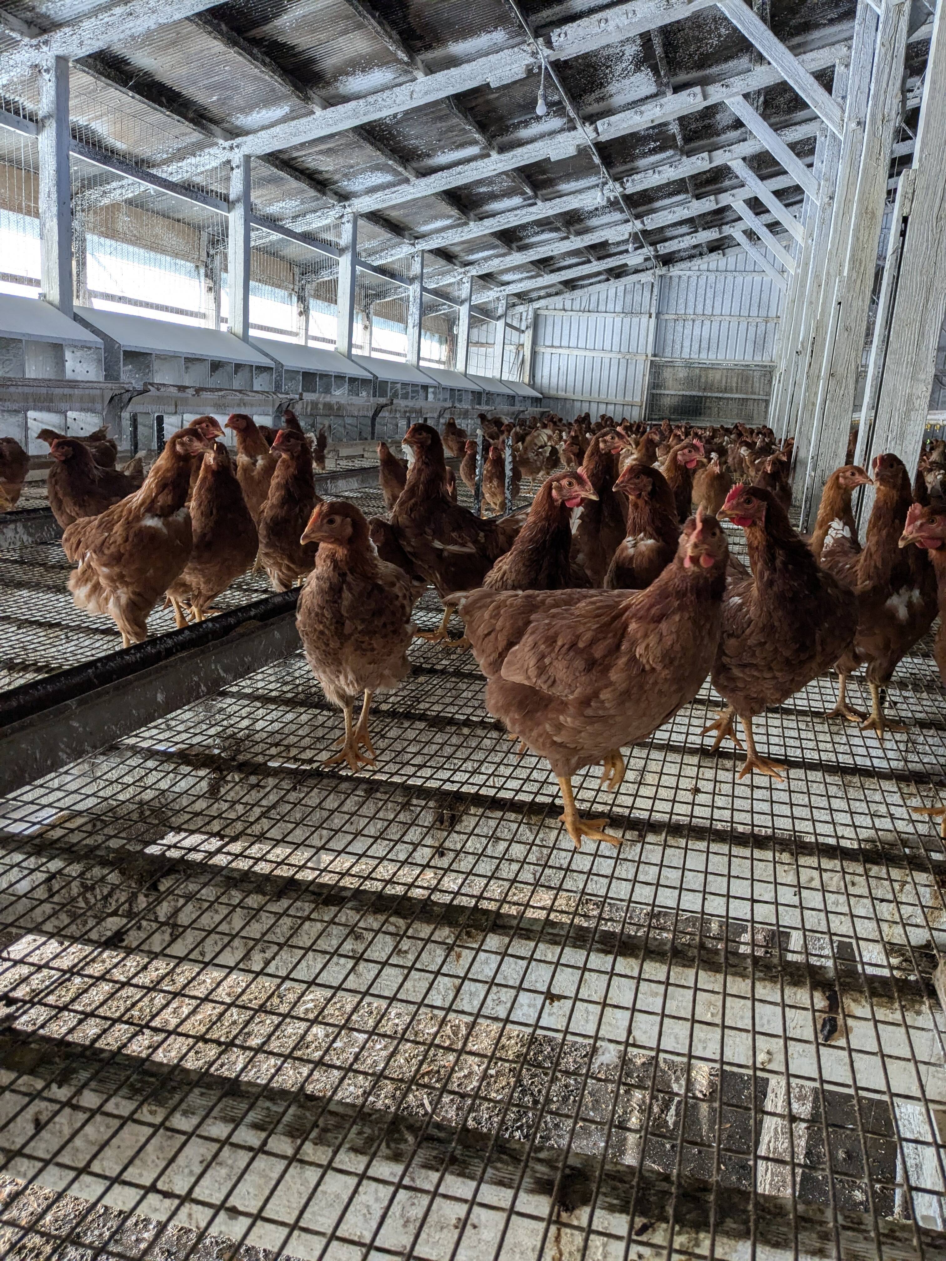 豊の国 平飼い卵自然農園へのレビュー・商品：大分県｜食べチョク