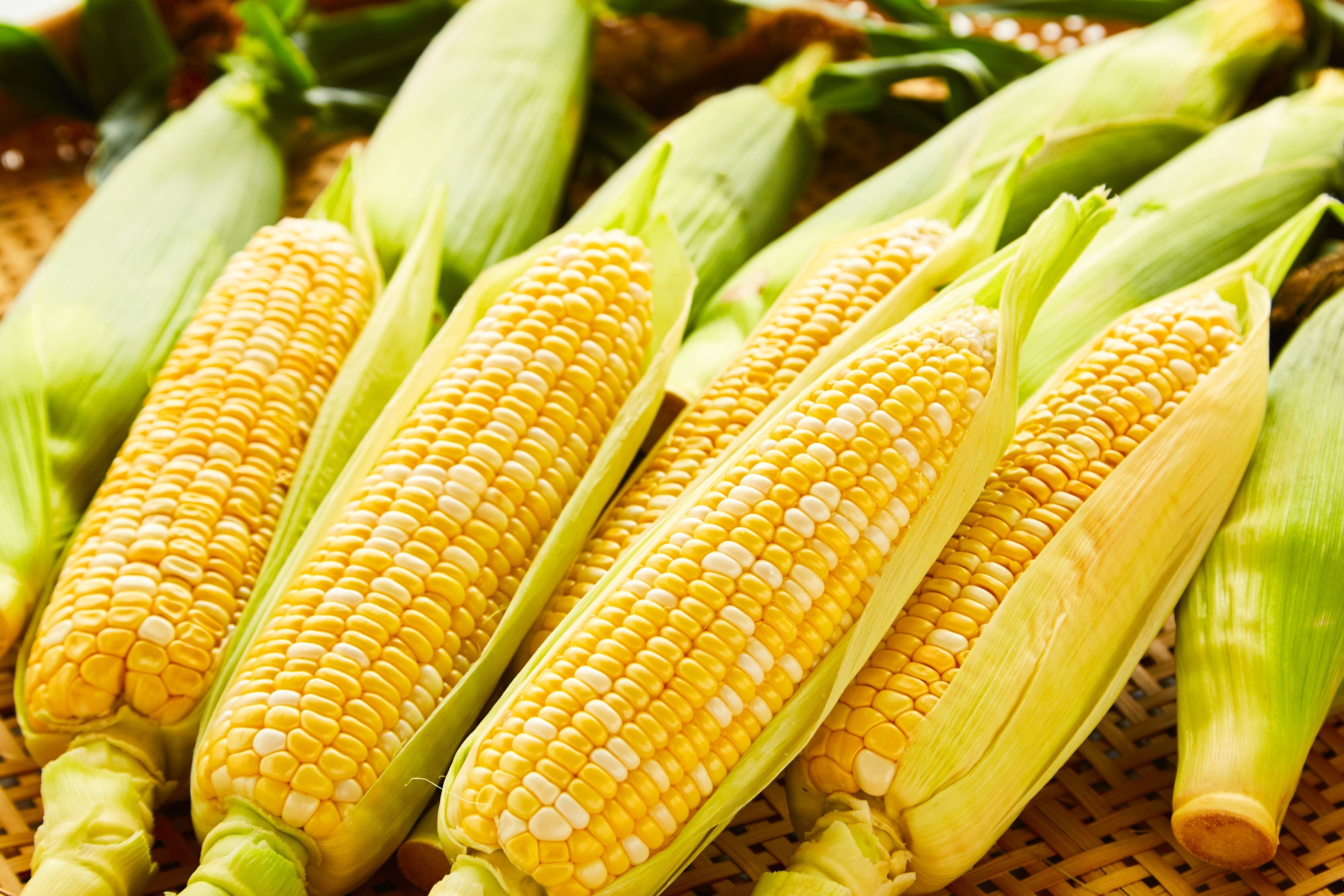 『とうもろこし界の王様』極甘ドルチェドリーム（4kg11本前後）：福岡県産｜食べチョク｜農家・漁師の産直ネット通販