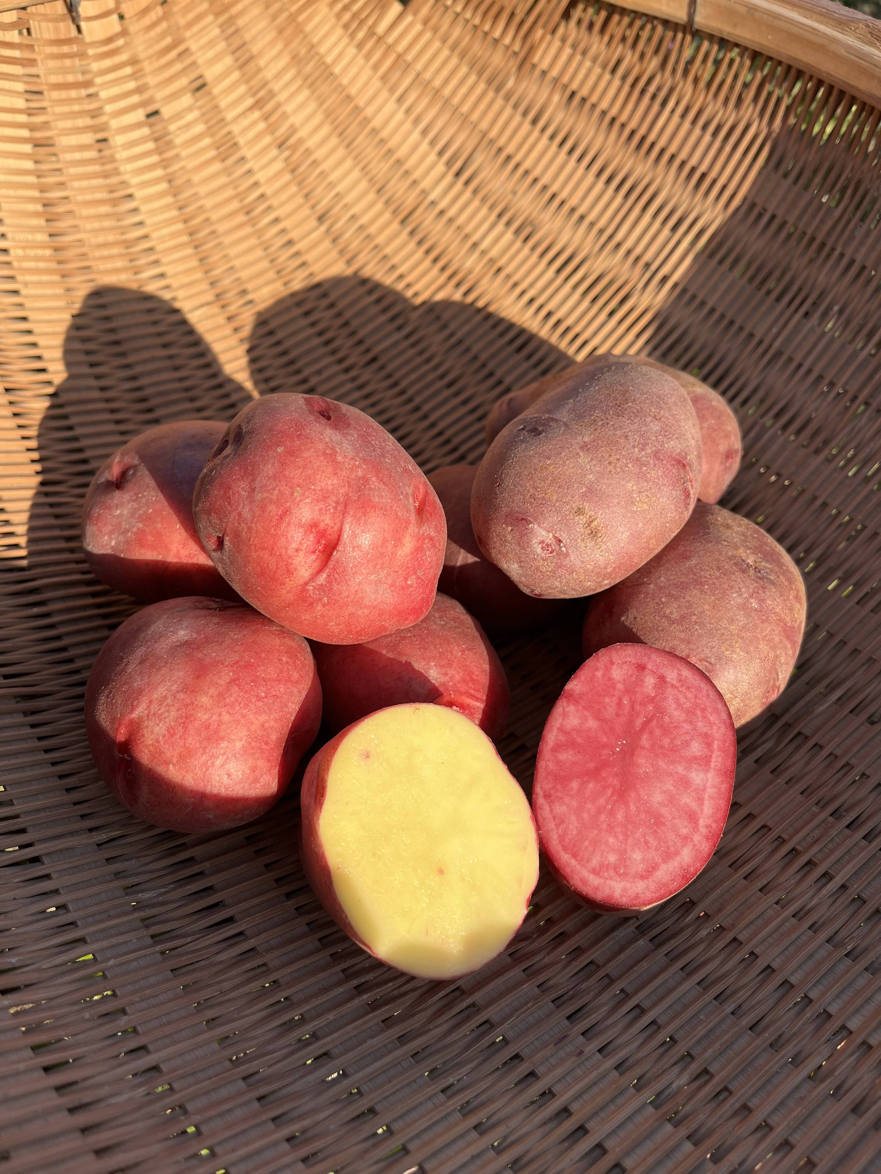 ※1箱限定 自然農 アンデスレッド種芋 約8.5kg デジマおまけ付 自然栽培🍀固定種アンデスレッド1kg】毎年種芋を繋いでいます