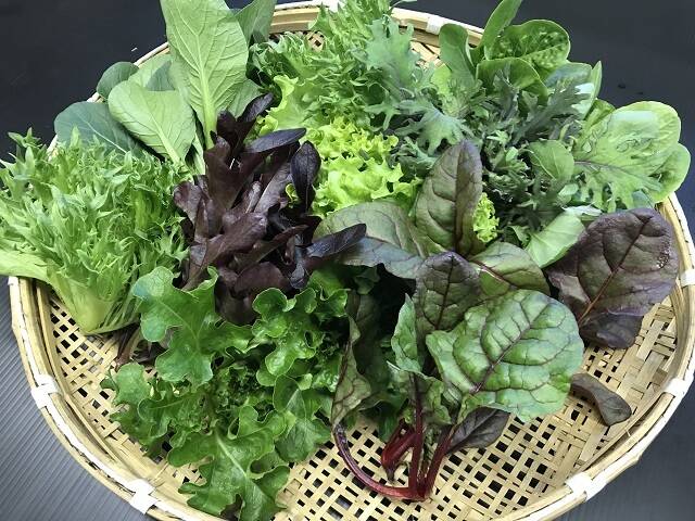 ハーブ 花の種 ボリジ 種子