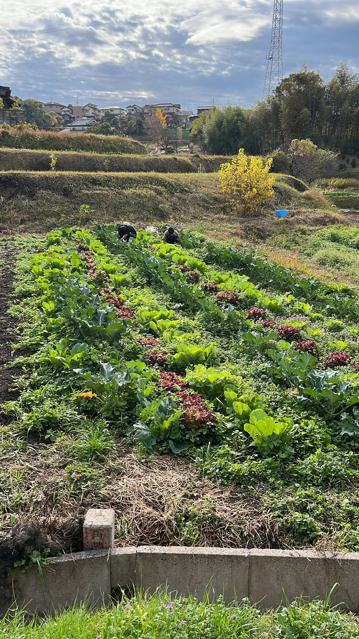 ほく農園へのレビュー・商品：広島県｜食べチョク｜産地直送(産直)お