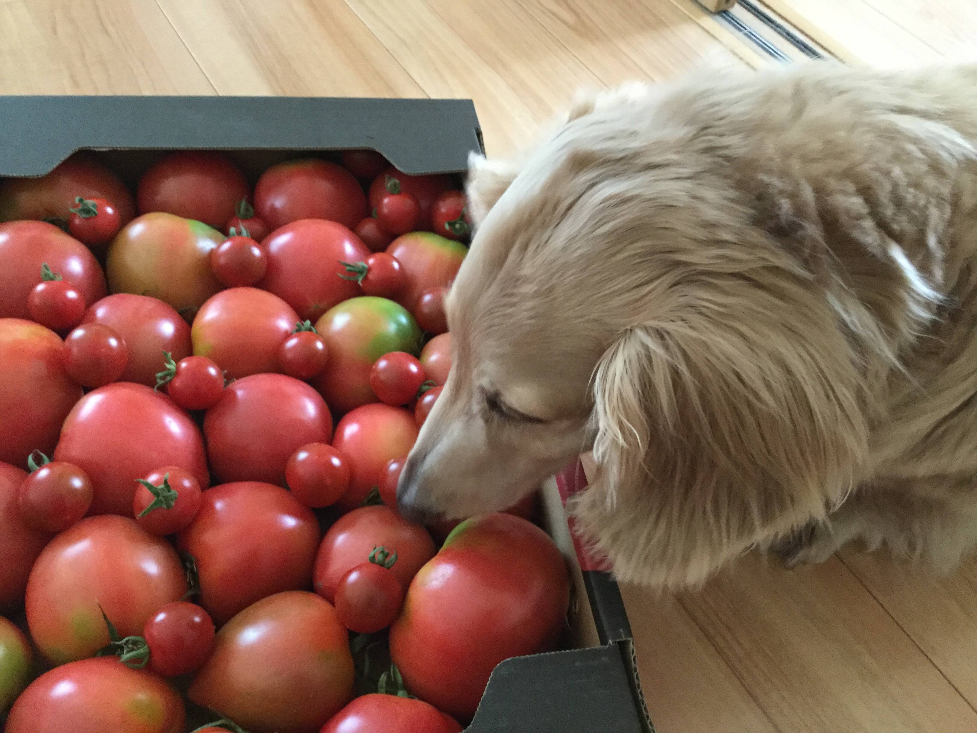 ねーねーさんがレッドアップさんの クール便 ラスト１ヶ月 おうちで作れるレシピ付き 受賞歴３回 訳ありソムリエトマト 5kg １８玉 ３６玉 自家製ケチャップ が 届いたよ を投稿しました 食べチョク