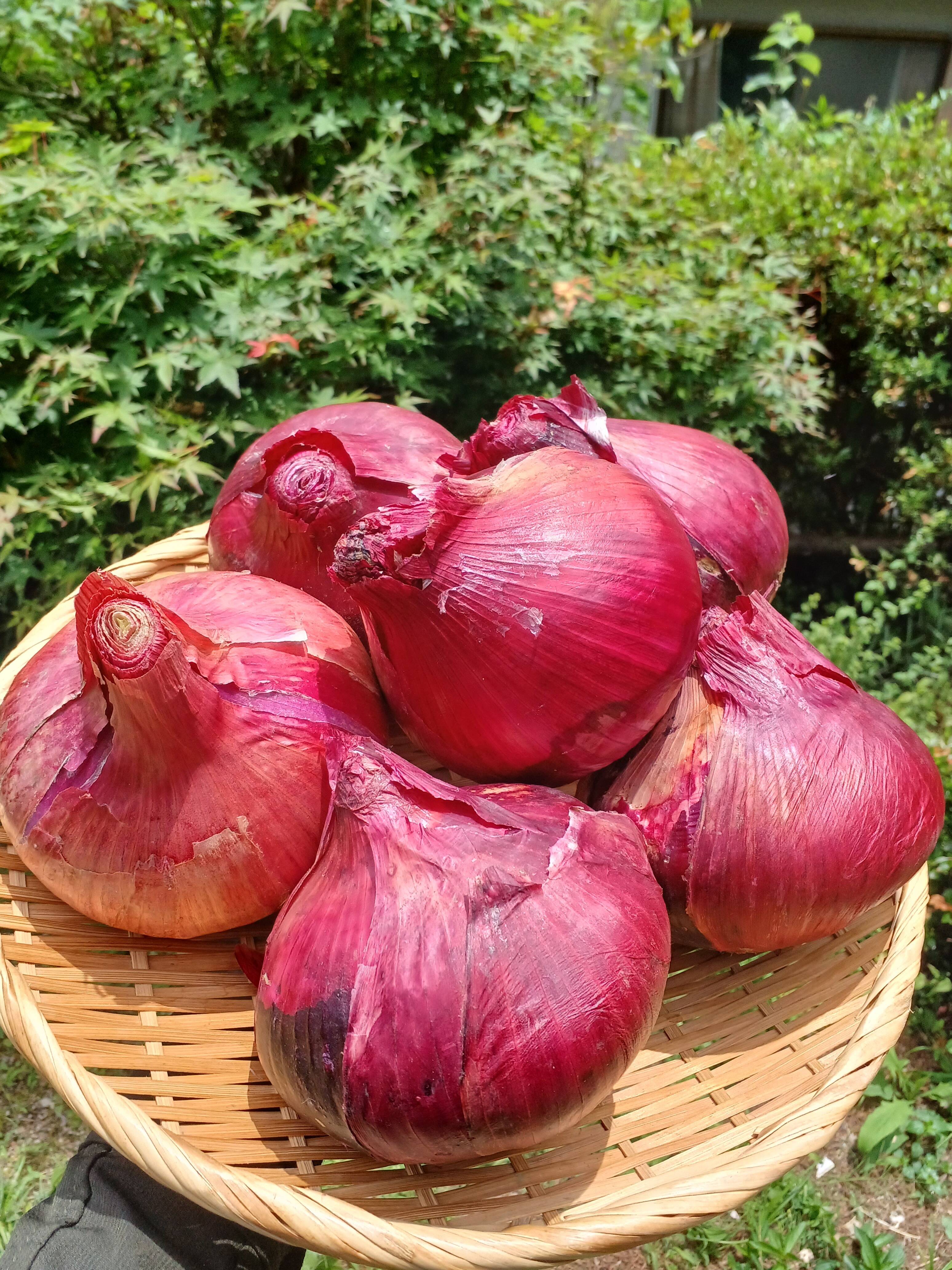 サラダにはこれ‼️甘くてジューシー大玉赤玉ねぎ：大阪府産のルビー