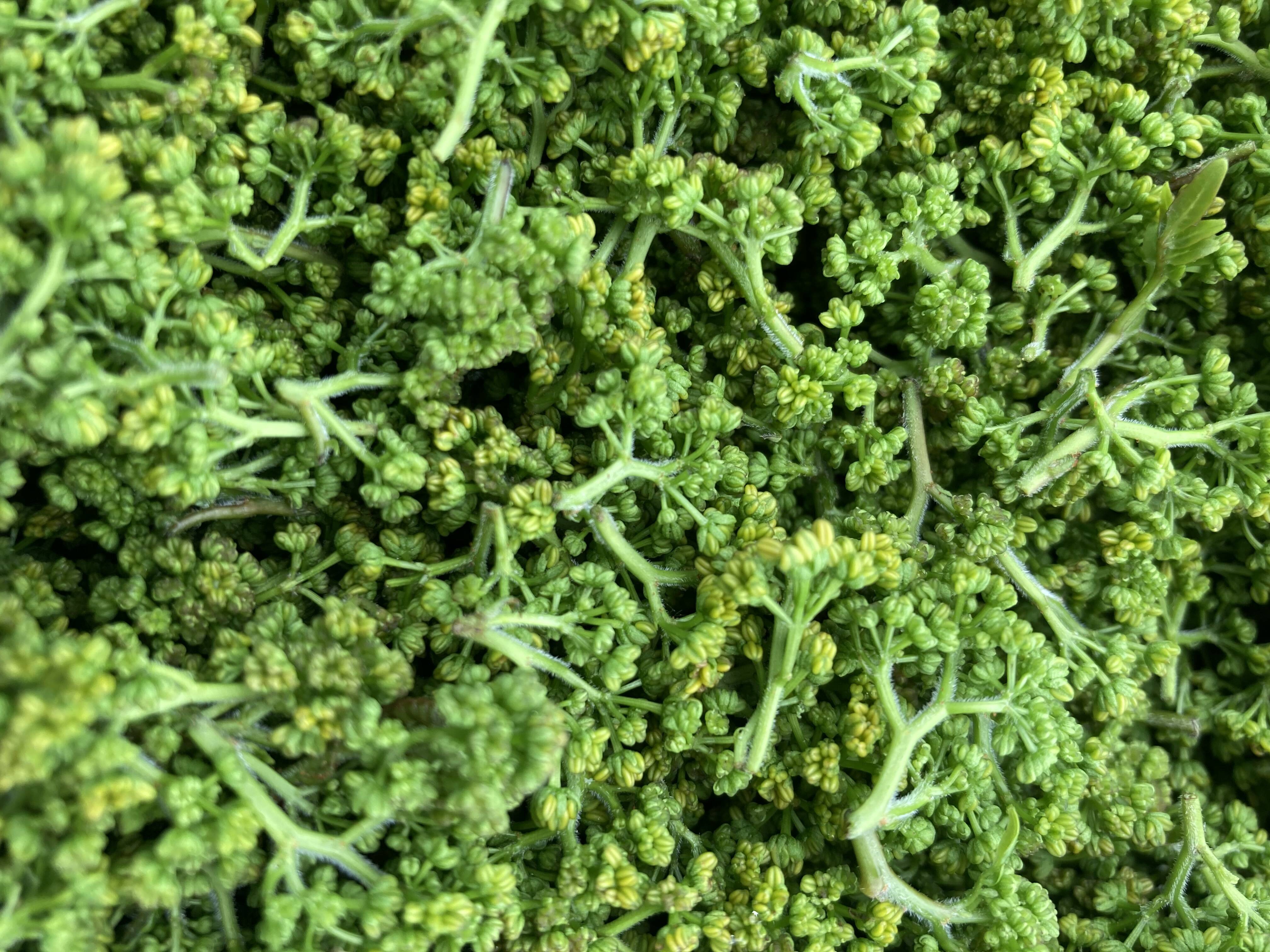 花山椒 100g 丹波篠山産 花山椒 100g 丹波篠山産 食品
