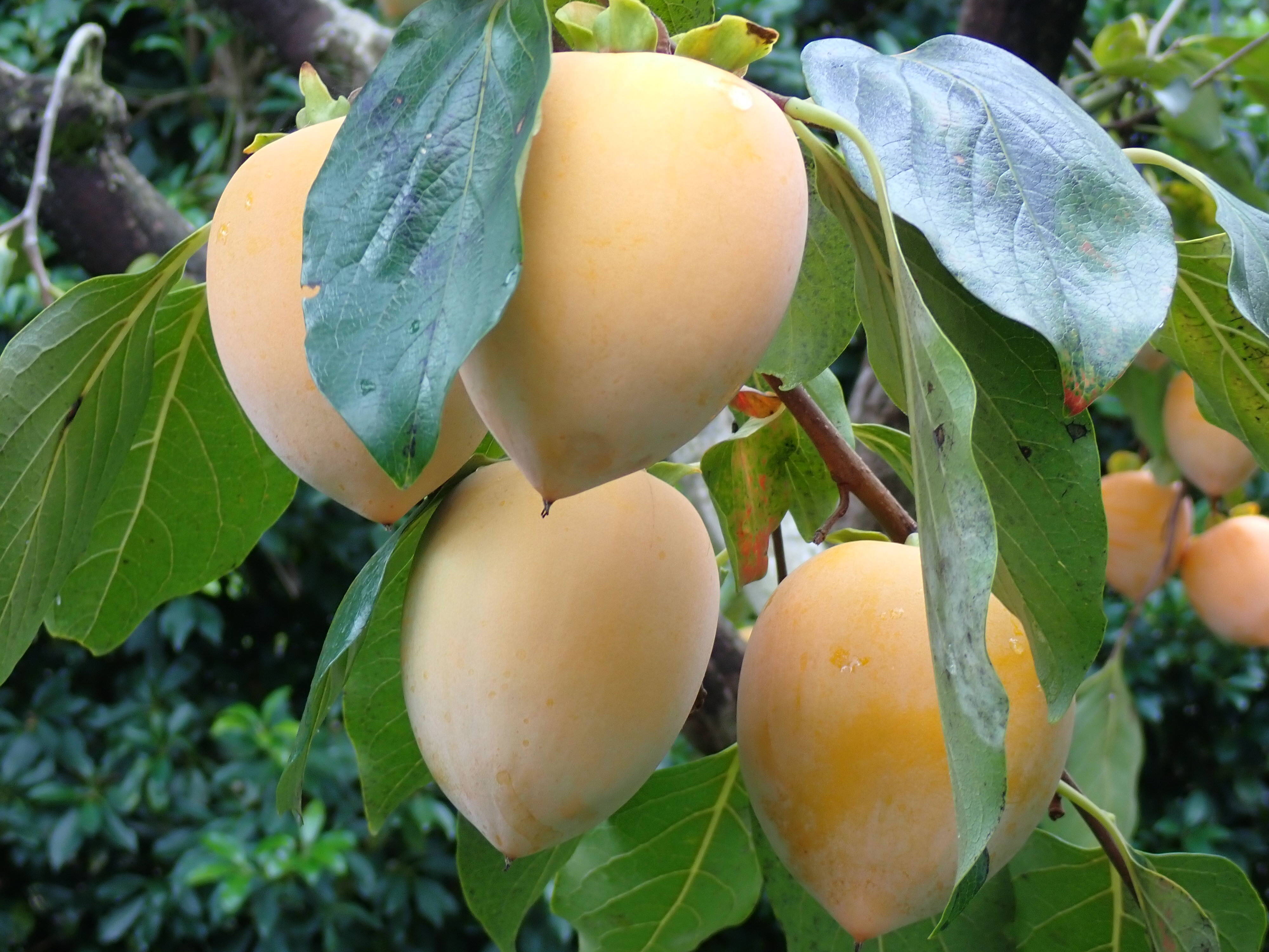 干し柿用 渋柿 あたご柿 愛宕柿 10Kg (1個230g前後）：愛媛県産の愛宕