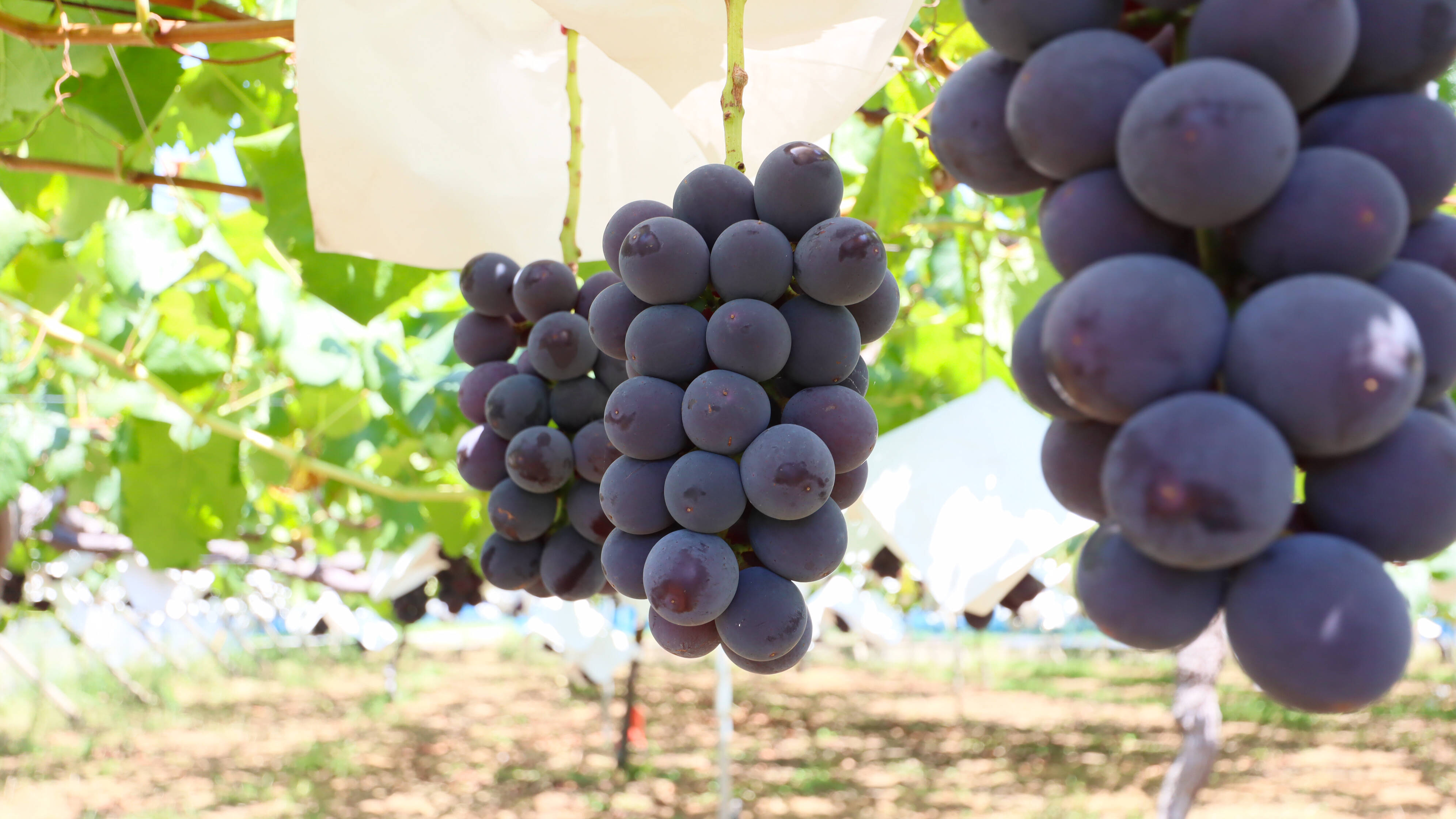 ぶどうの王様【本場山梨県産】 種無し巨峰2kg(4～5房)：山梨県産の巨峰