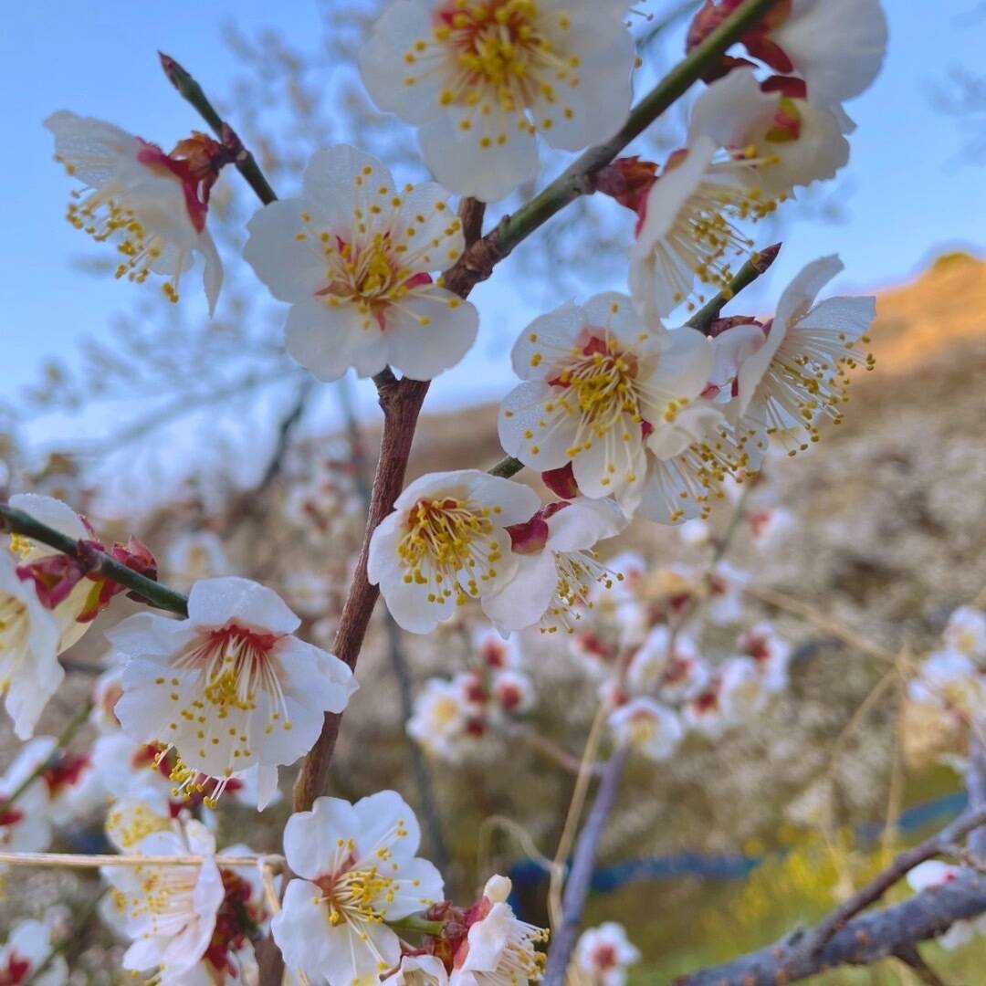 花満開割引スタート！！｜食べチョク｜産地直送(産直)お取り寄せ通販