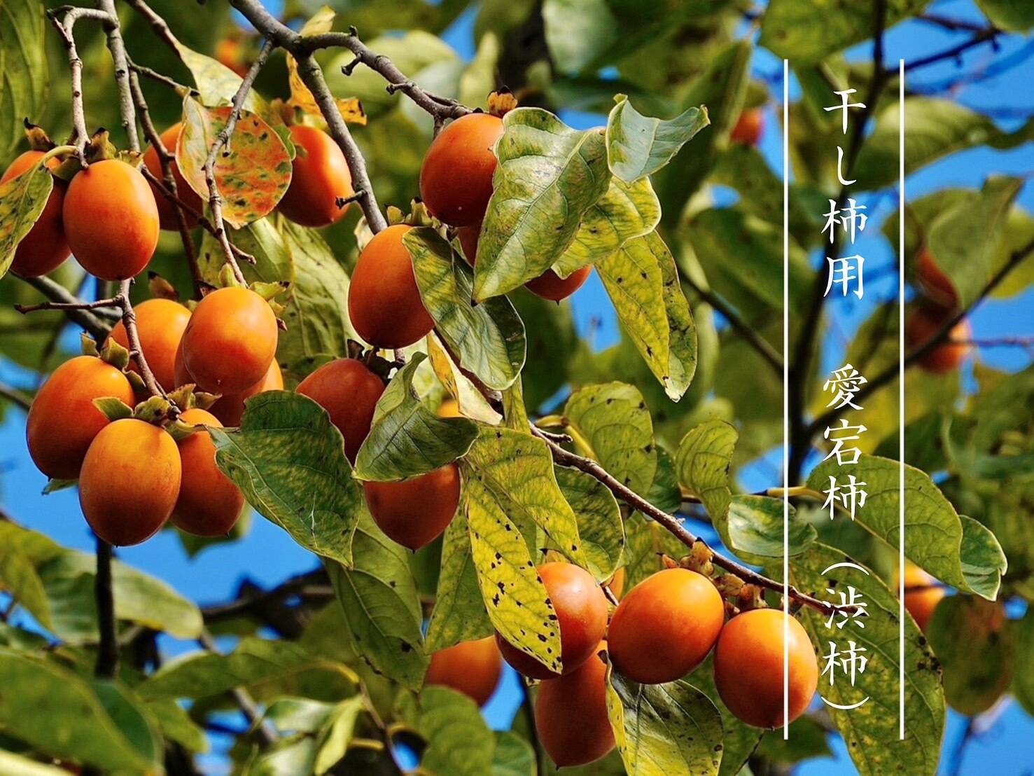 受注収穫】干し柿用愛宕柿2kg（渋柿）ご家庭用 農薬不使用 自然栽培