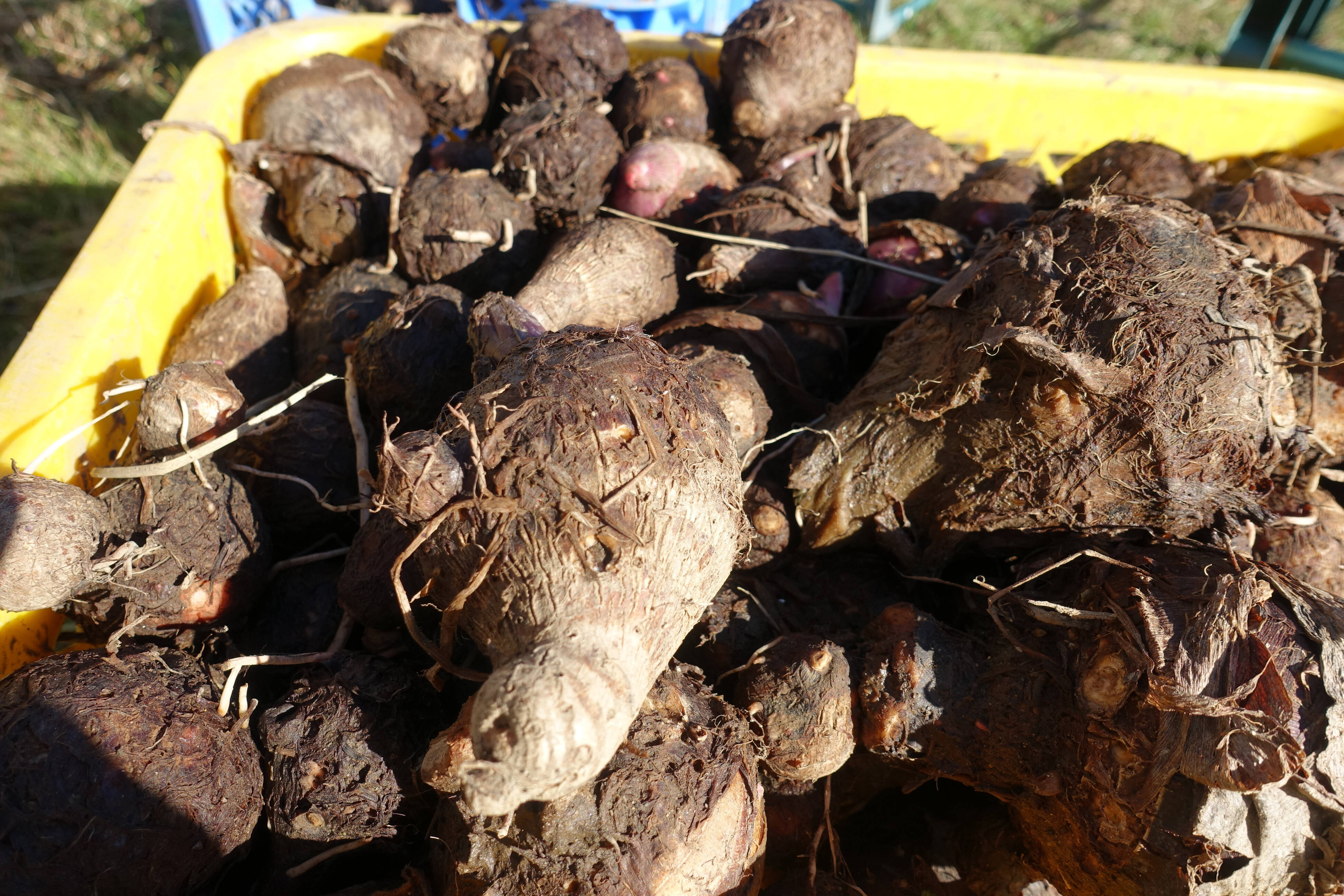 茨城県産 ねっとり 旨い 減農薬 サトイモ 赤芽 セレベス 1 5kg 茨城県産 食べチョク 農家 漁師の産直ネット通販 旬の食材を生産者直送