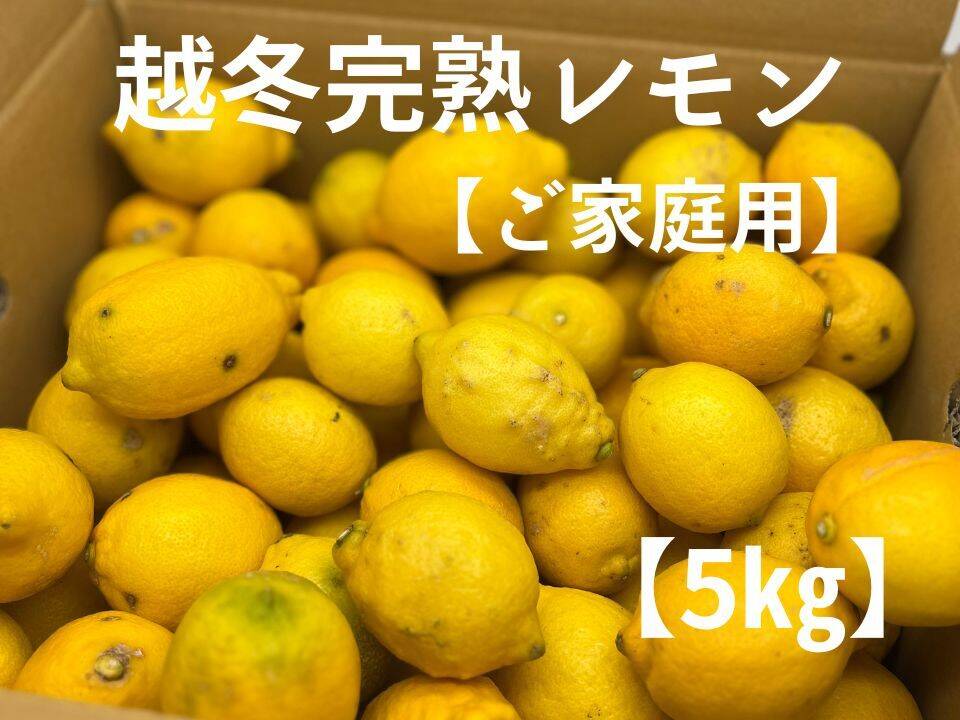 家庭用 越冬完熟レモン 瀬戸内産レモン S～2Lサイズ 5㎏：愛媛県産の