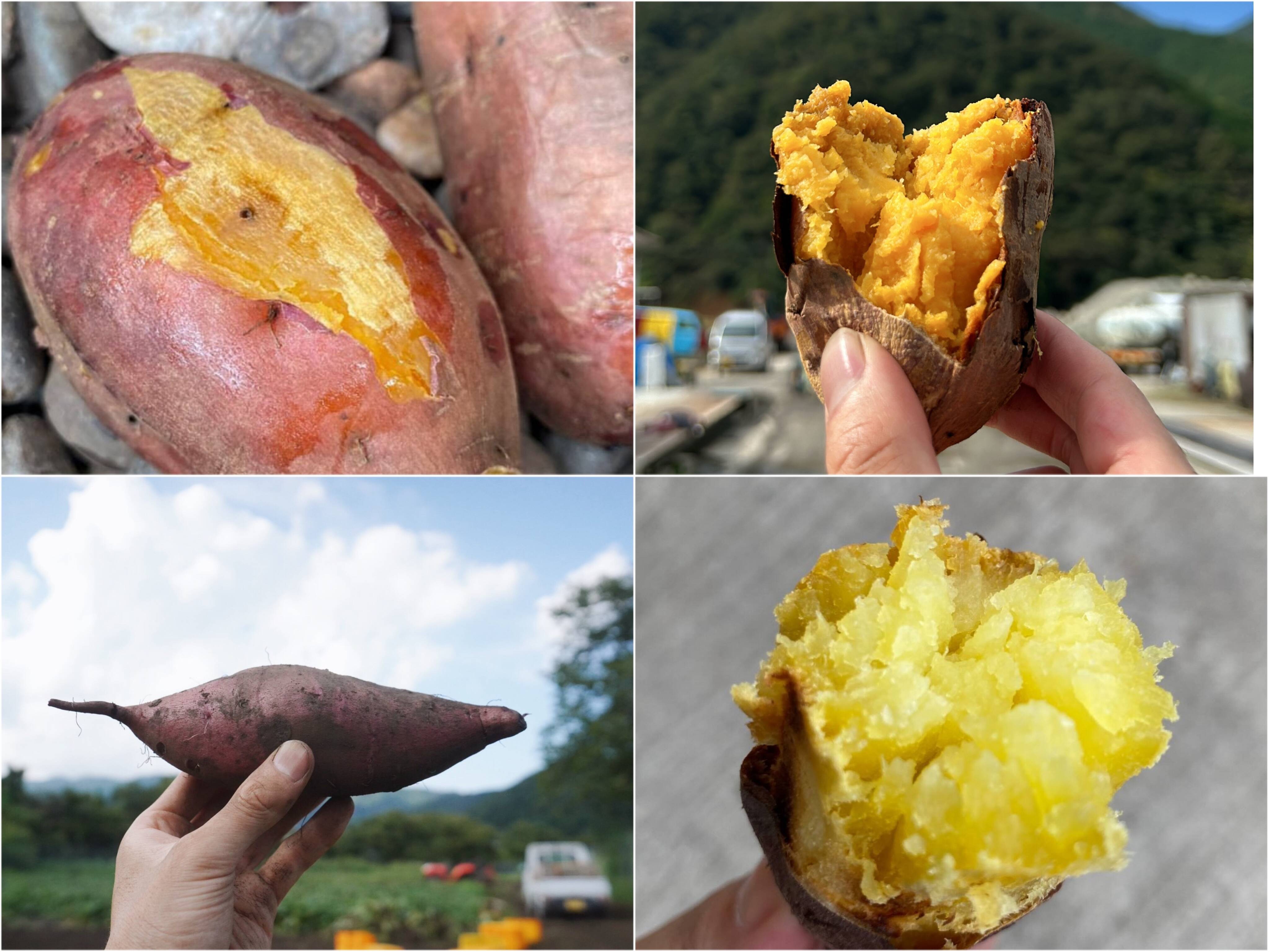 【信州産】さつまいも3種食べ比べセット15kg a100362973fc665174356a31dcca82