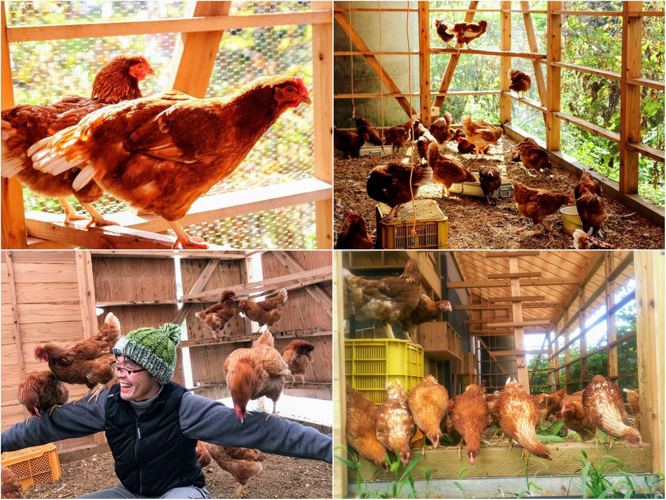 里山育ち 平飼いととこのたまご2025 6個×3パック：山形県産の平飼い