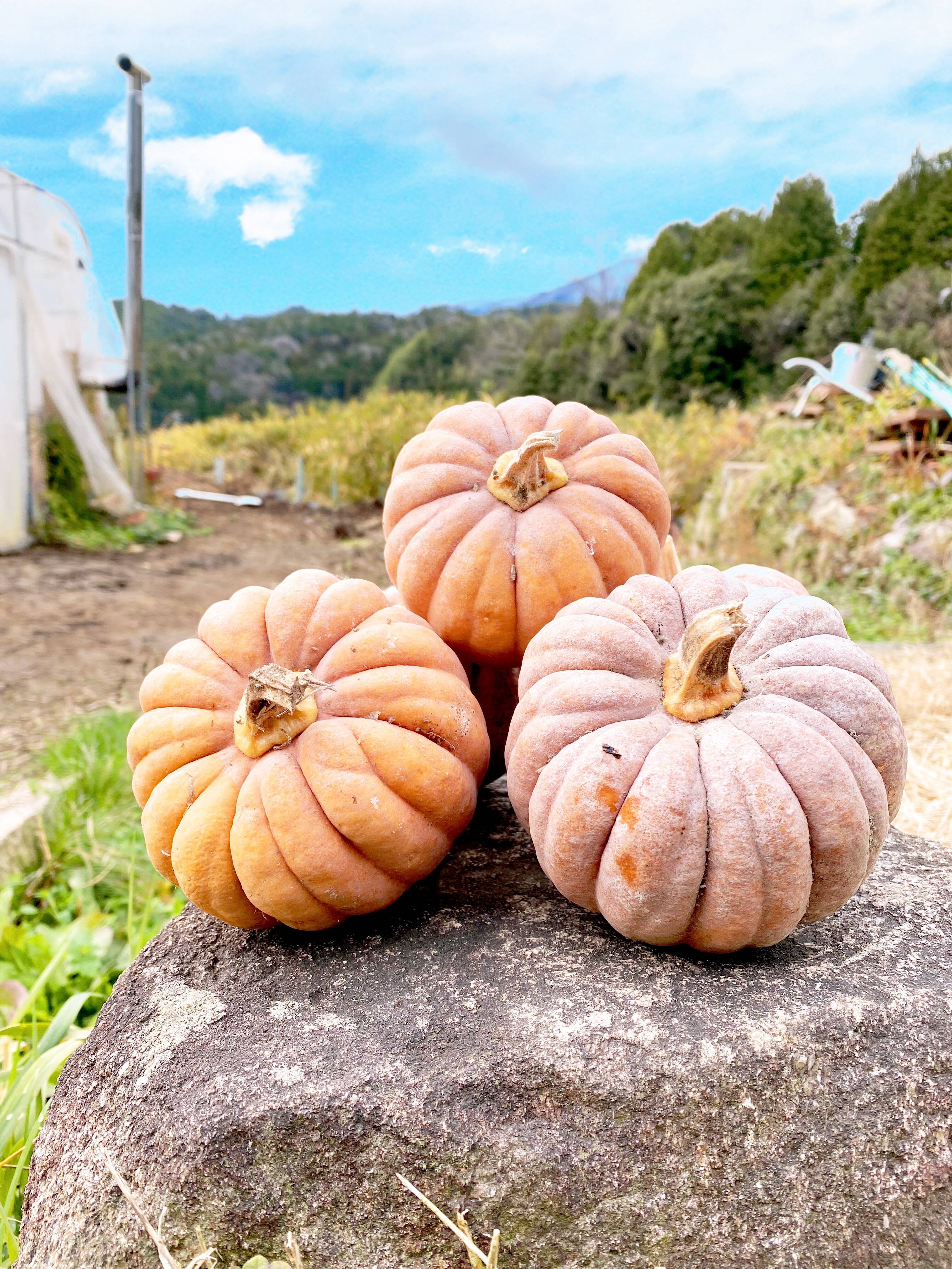 1.5kg自然栽培の固定種かぼちゃ🎃日本かぼちゃ　美味しい野菜　農薬不使用