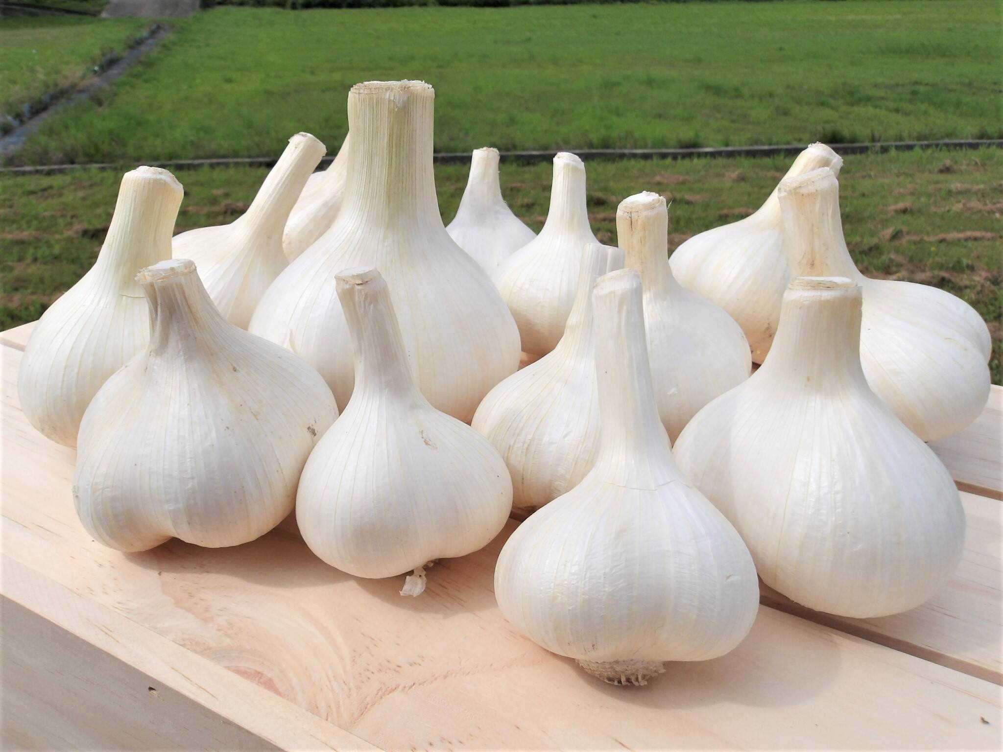 和歌山県産ジャンボにんにく ジャンボにんにく：和歌山県産のジャンボにんにく｜食べチョク