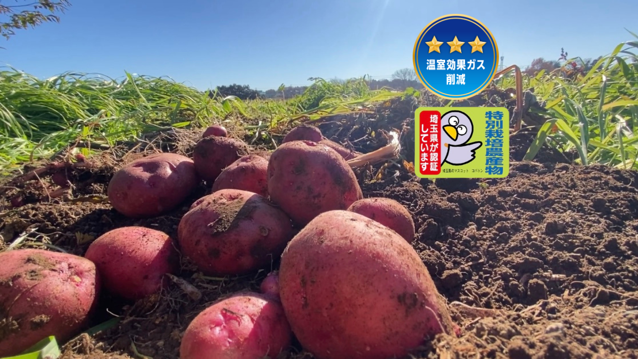 自然栽培🍀固定種アンデスレッド1kg】毎年種芋を繋いでいます