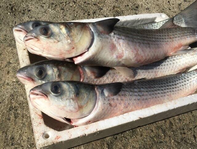 ボラ3匹 香川県産の魚介類 食べチョク 産地直送 産直 お取り寄せ通販 農家 漁師から旬の食材を直送