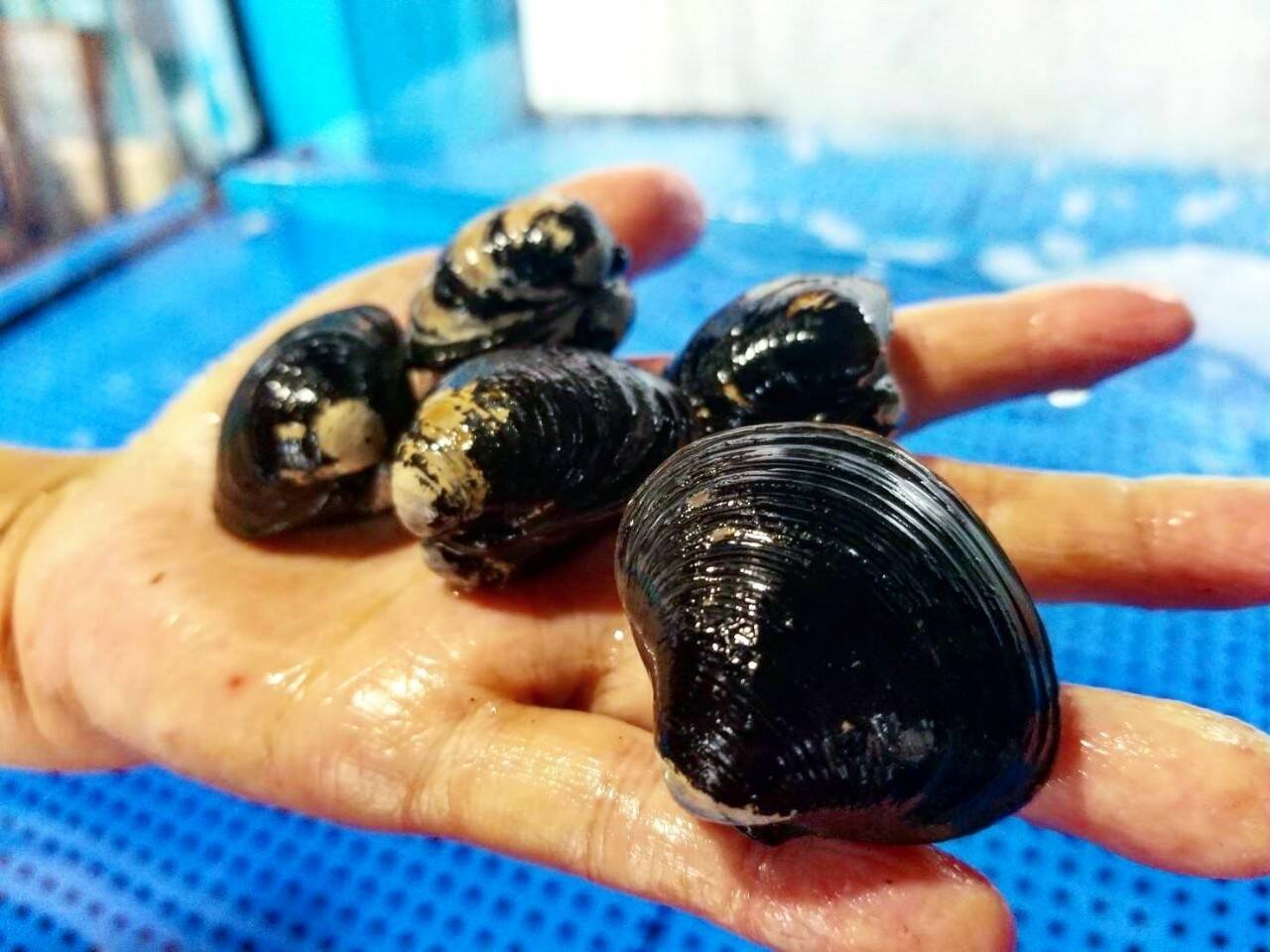 幻のミルキーしじみ ｍｌサイズ食べ比べ 最高級品こだわり活しじみ1 6 ｍサイズ1 ｌ600g 完全砂抜き済み 茨城県産 食べチョク 農家 漁師の産直ネット通販 旬の食材を生産者直送