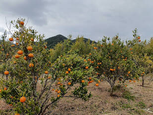 自然栽培 たんかん 鹿児島産 8㎏前後：鹿児島県産のみかん・柑橘類