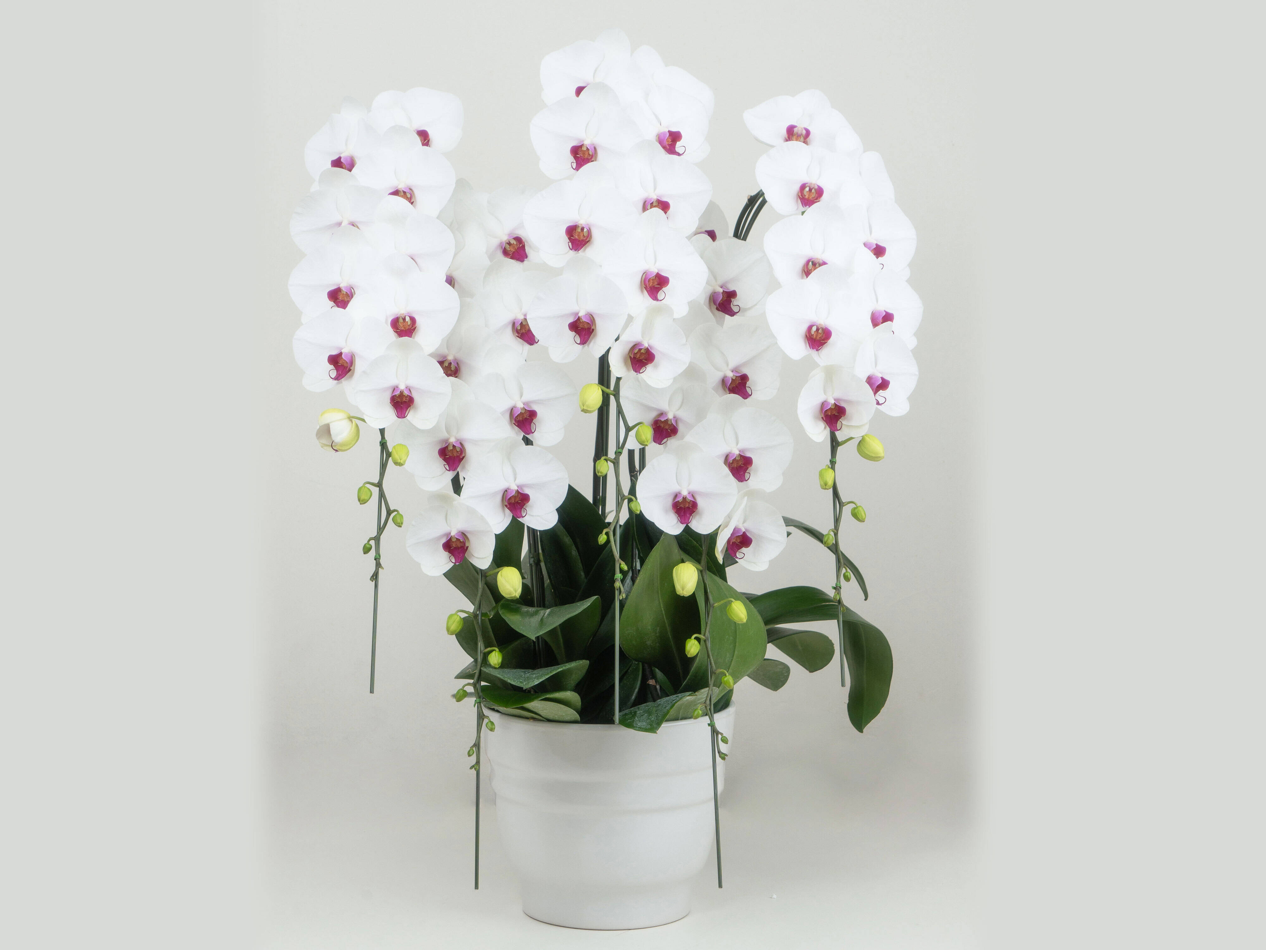 5ba2ea31502697f625e5cd113adf51