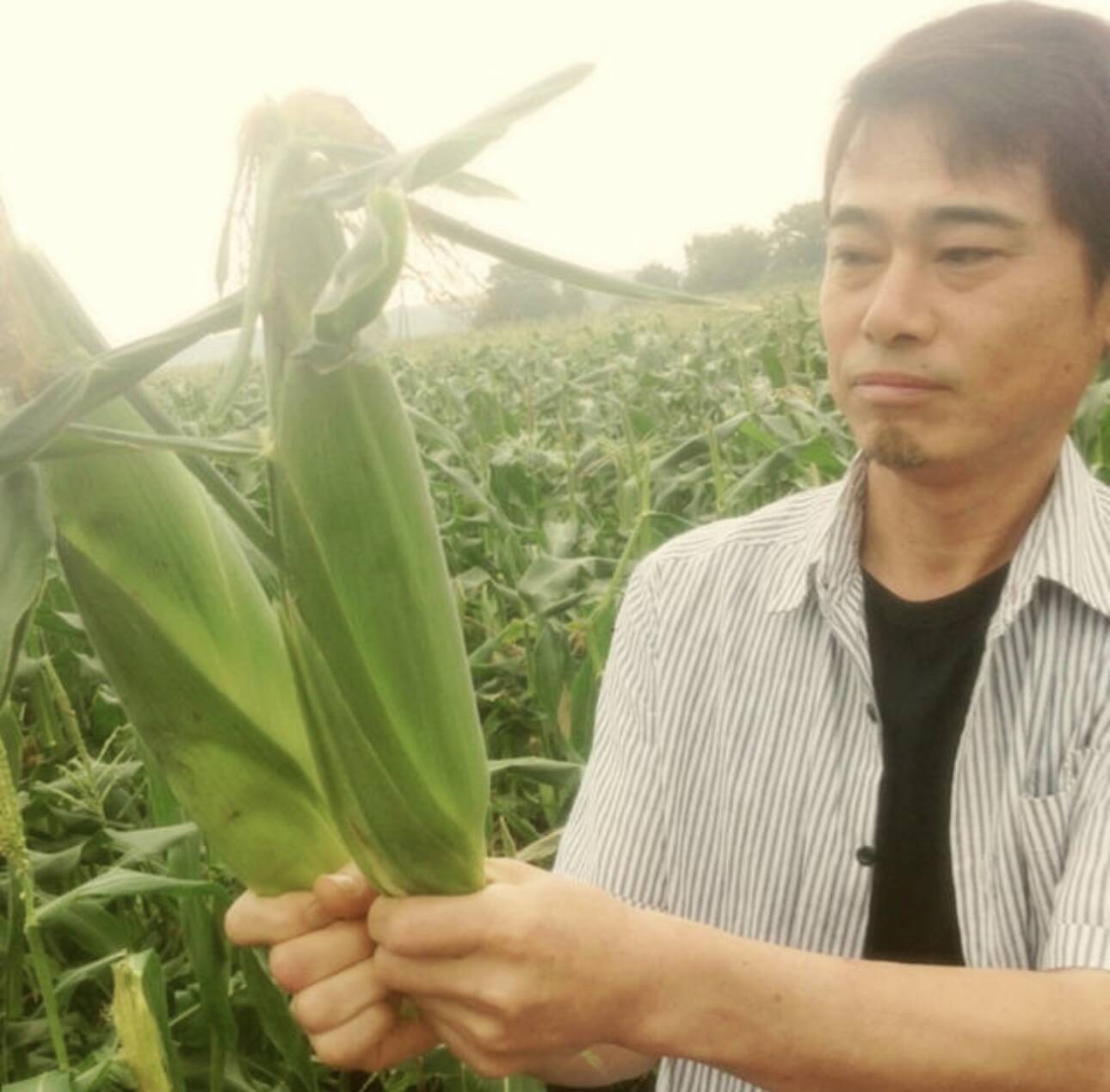 ほしぞら【訳あり】とうもろこし、2種類食べ比べ、15キロ 訳あり【生でも食べられるとうもろこし】6本〜8本 2.0キロ：熊本県産の