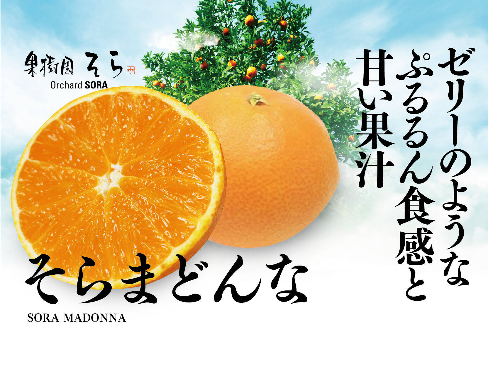 訳あり やわらかいか味天 柑橘 まどんな入りゼリー - 魚介類(加工食品)