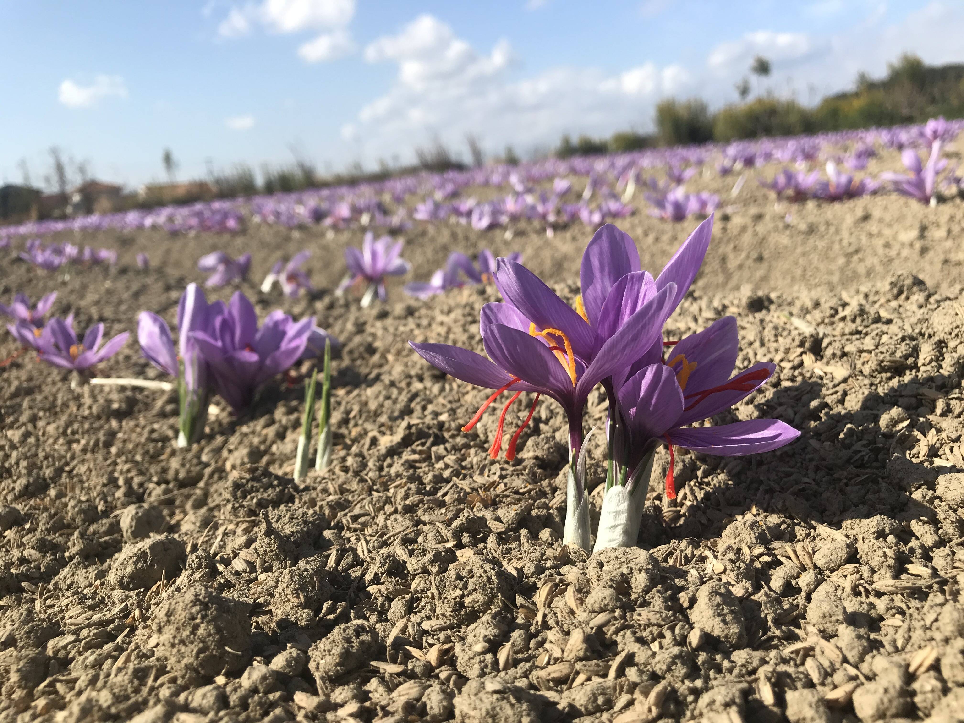 サフラン 球根 個 １球あたり15 ｇ程度 静岡県産 食べチョク 農家 漁師の産直ネット通販 旬の食材を生産者直送